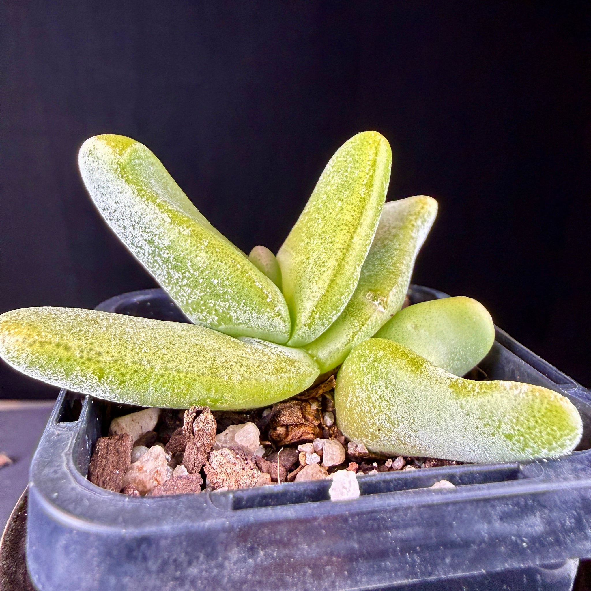 Glottiphyllum oligocarpum