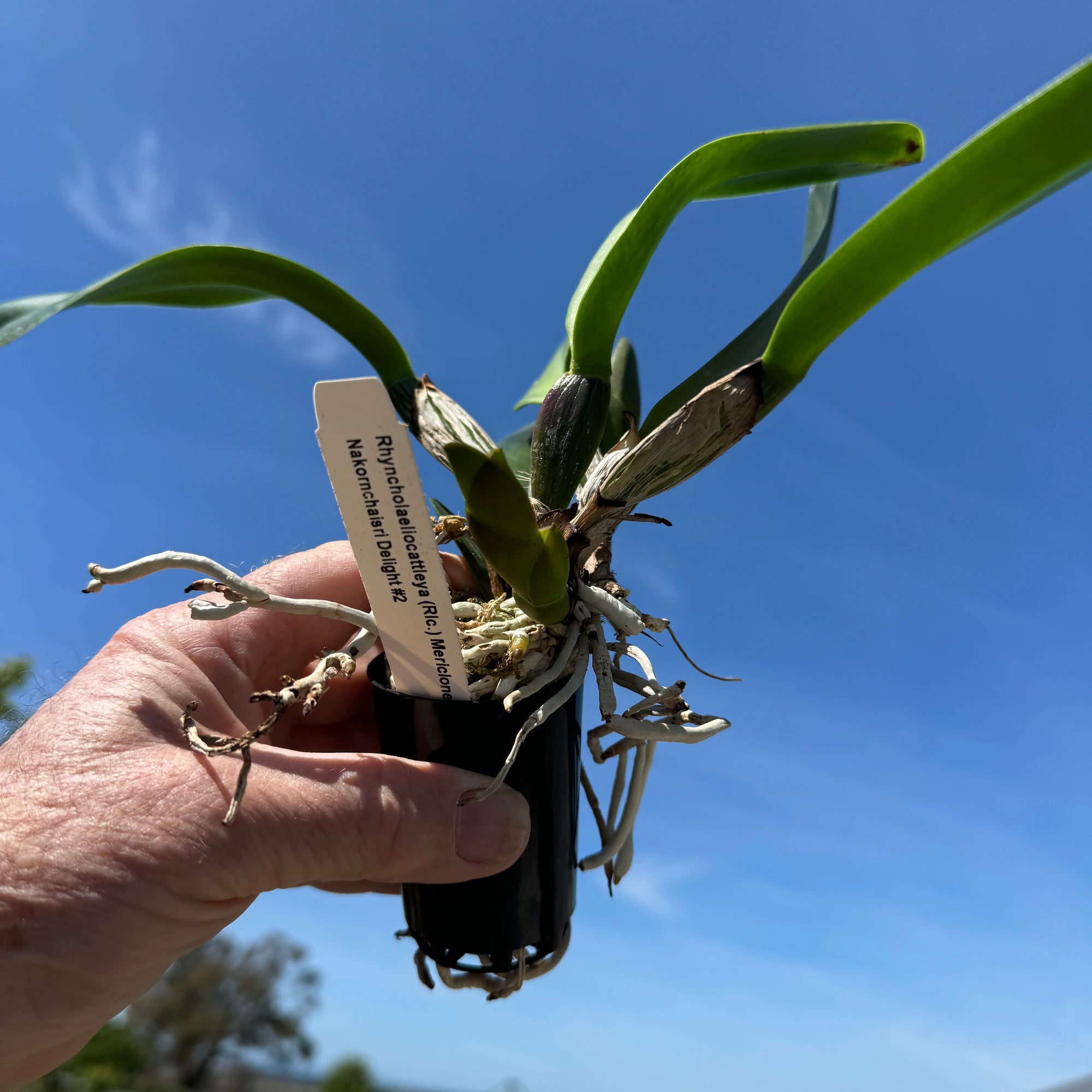 Cattleya Allience  Rlc. Nakornchaisri Delight #2