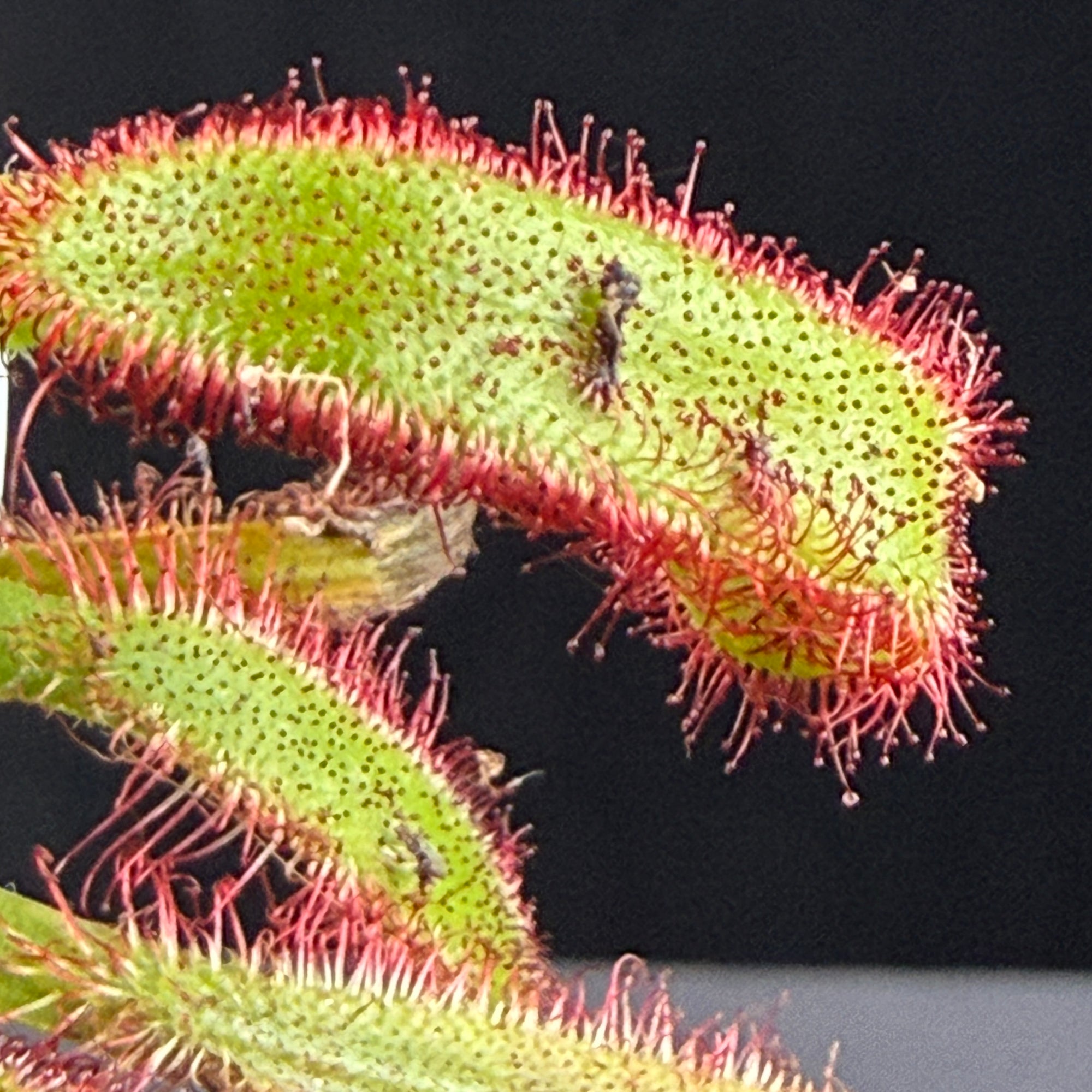 Drosera capensis (Broad Leaf)