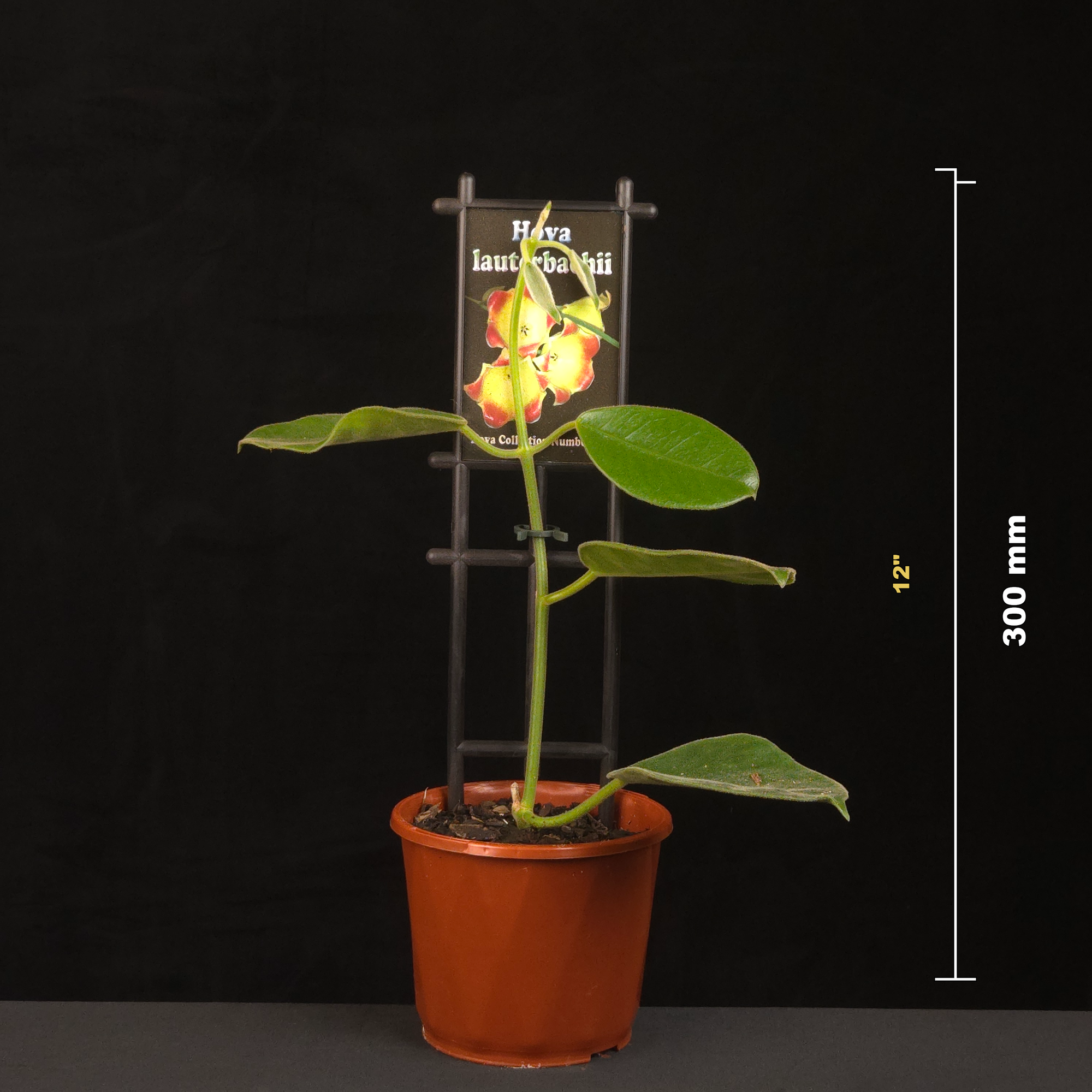 Potted Hoya lauterbachii with 300 millimetre height guide.