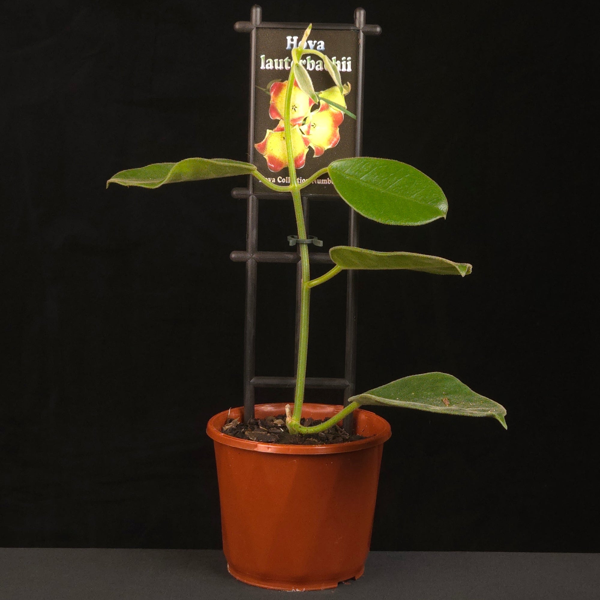 Potted Hoya lauterbachii growing upright on a black trellis.