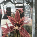 Cymbidium  (Hugh Gordon x caniliculatum) One Off Special