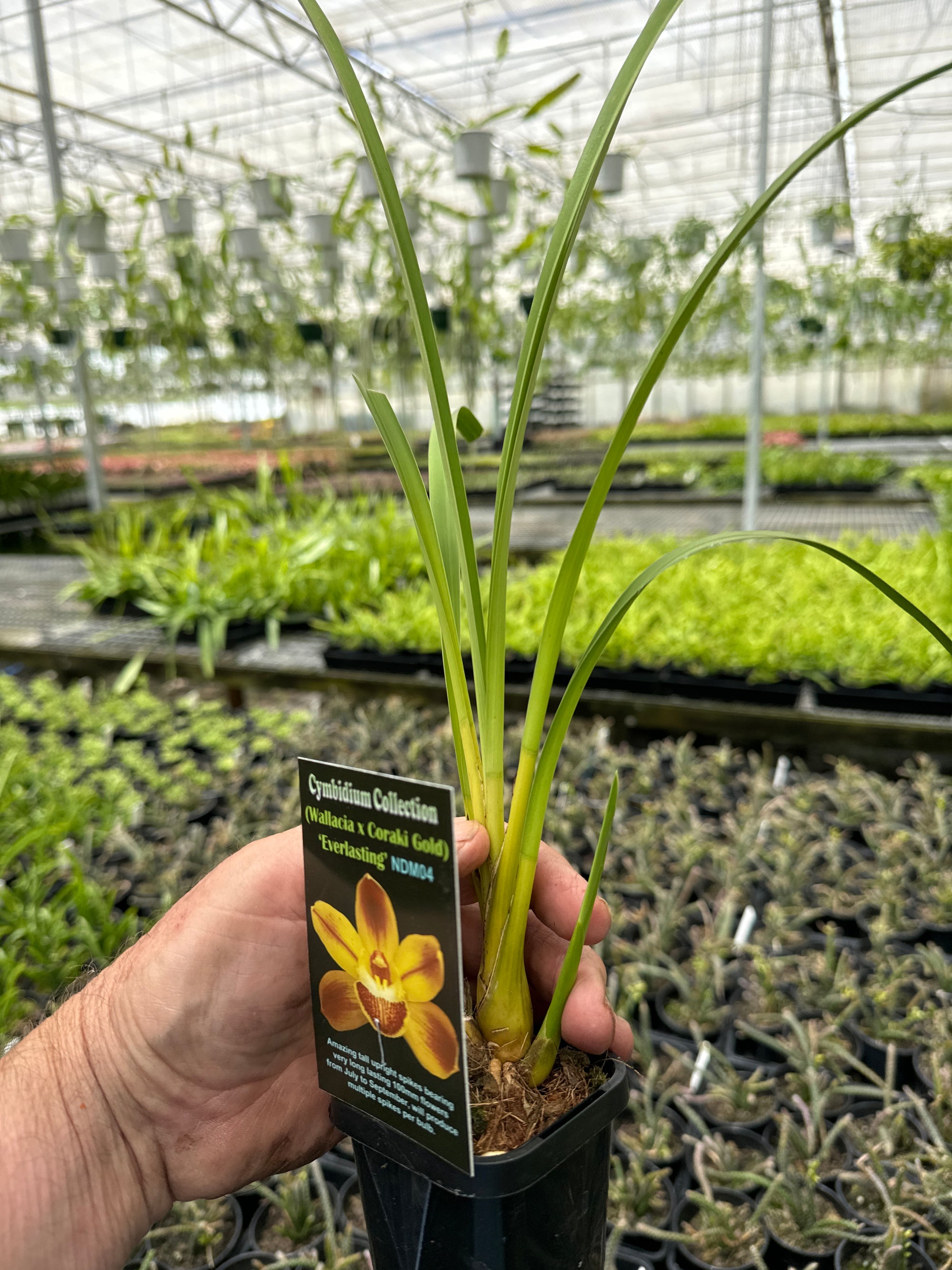 Cymbidium 'Everlasting' extra large 66mm potted