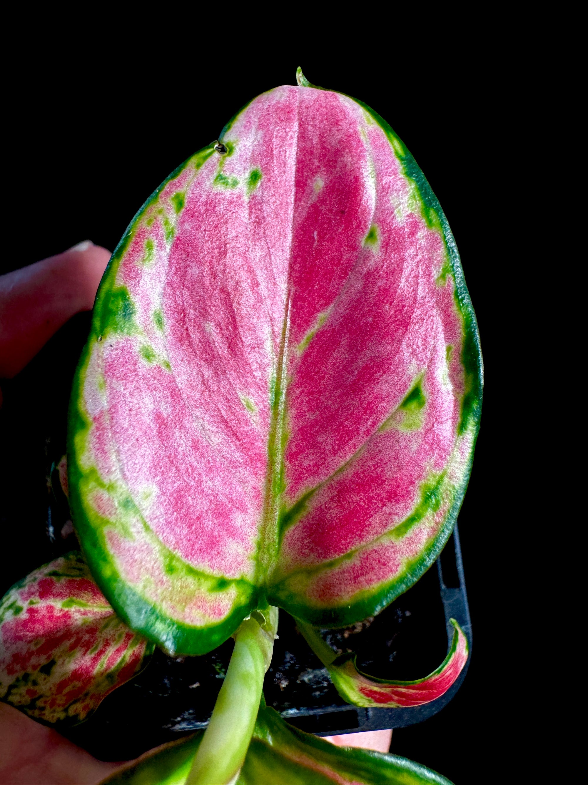 Aglaonema 'Lucky Red'