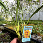 Cymbidium pendulous Golden Delight