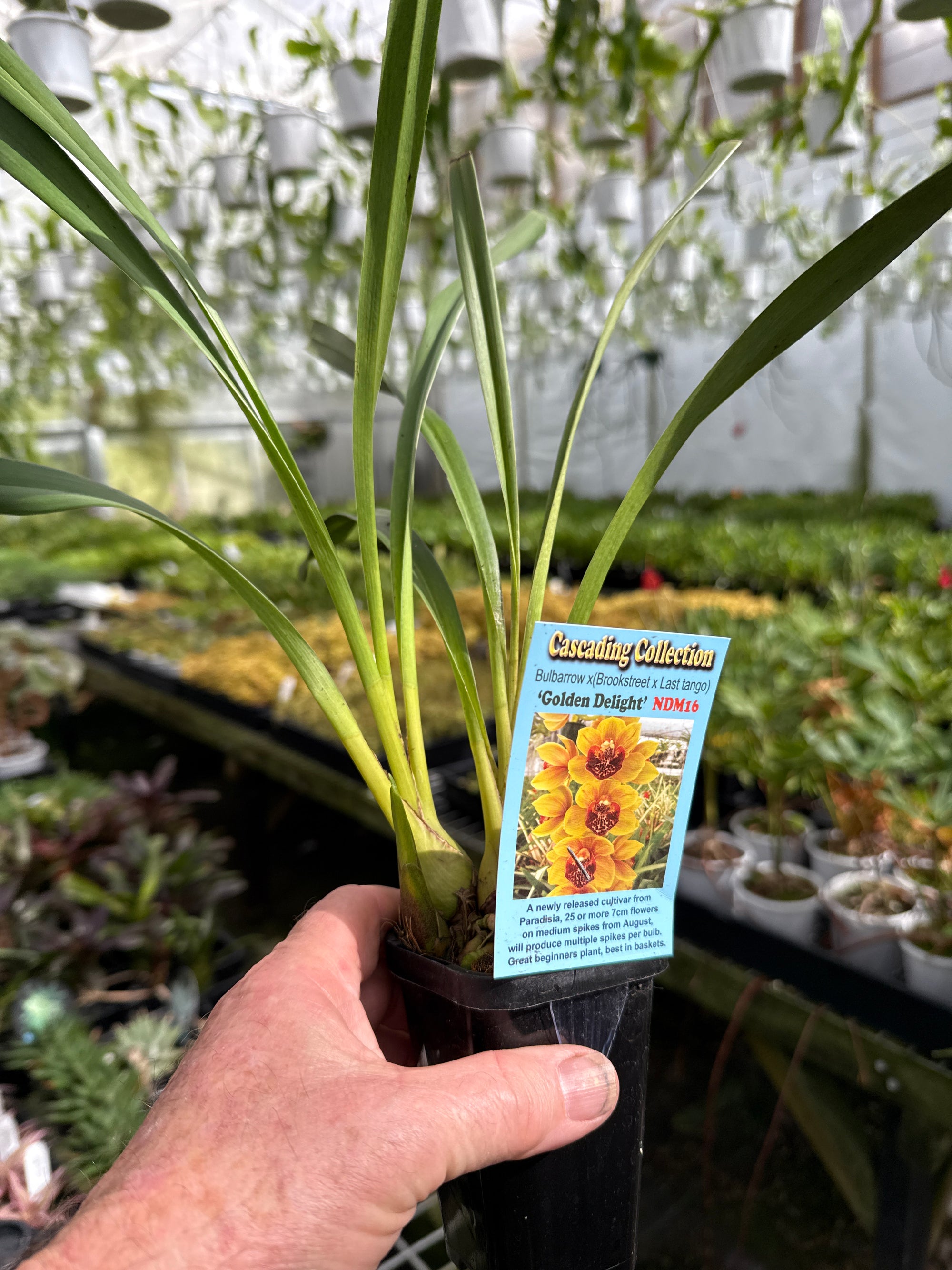 Cymbidium pendulous Golden Delight