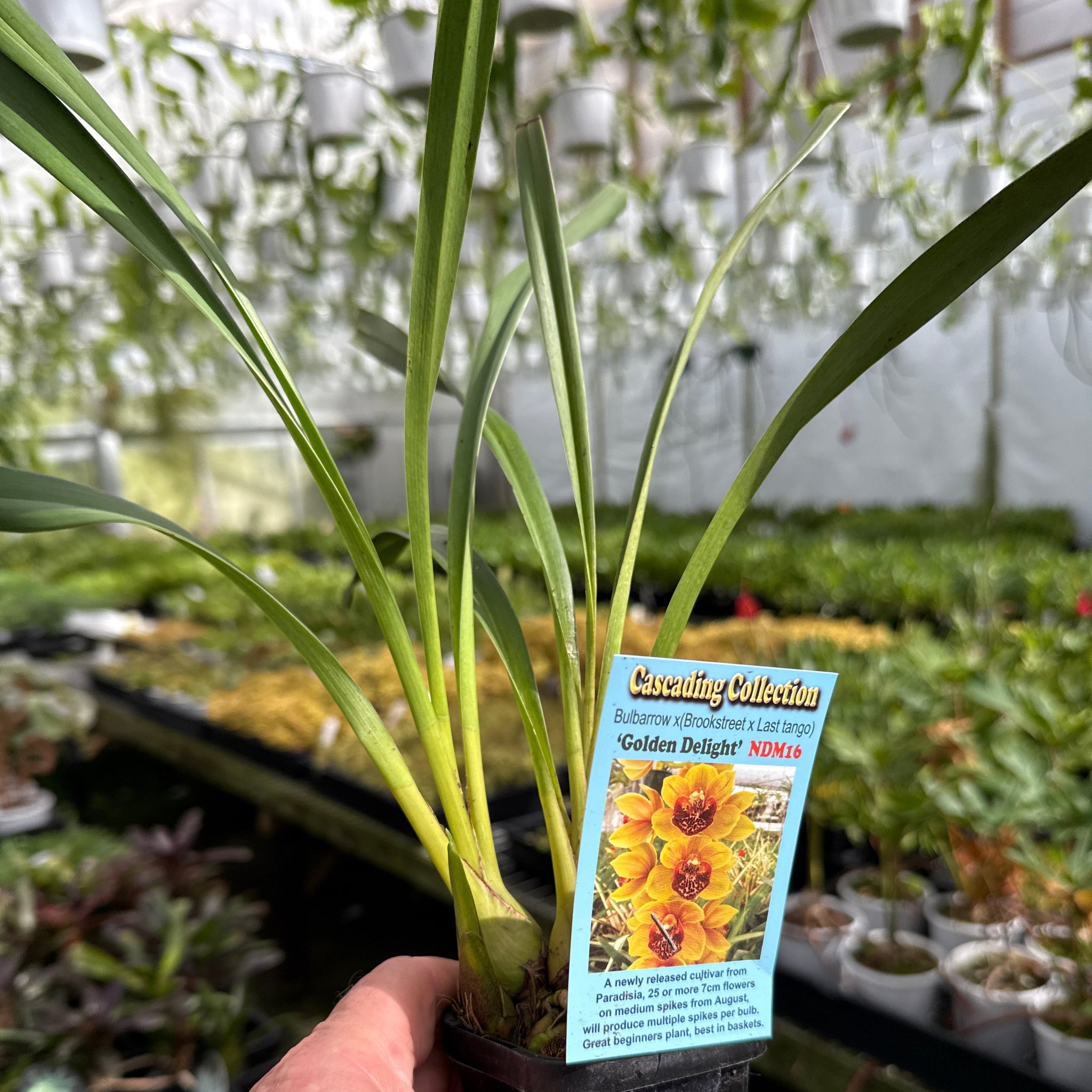 Cymbidium 'Golden Delight'