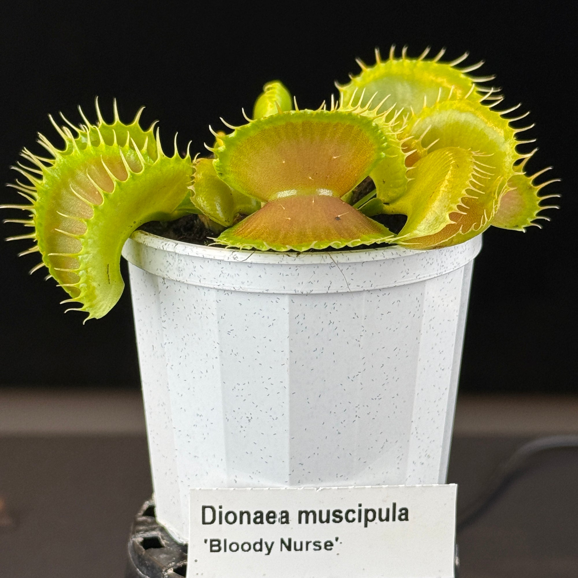 Dionaea muscipula 'Bloody Nurse'- Venus Fly Trap