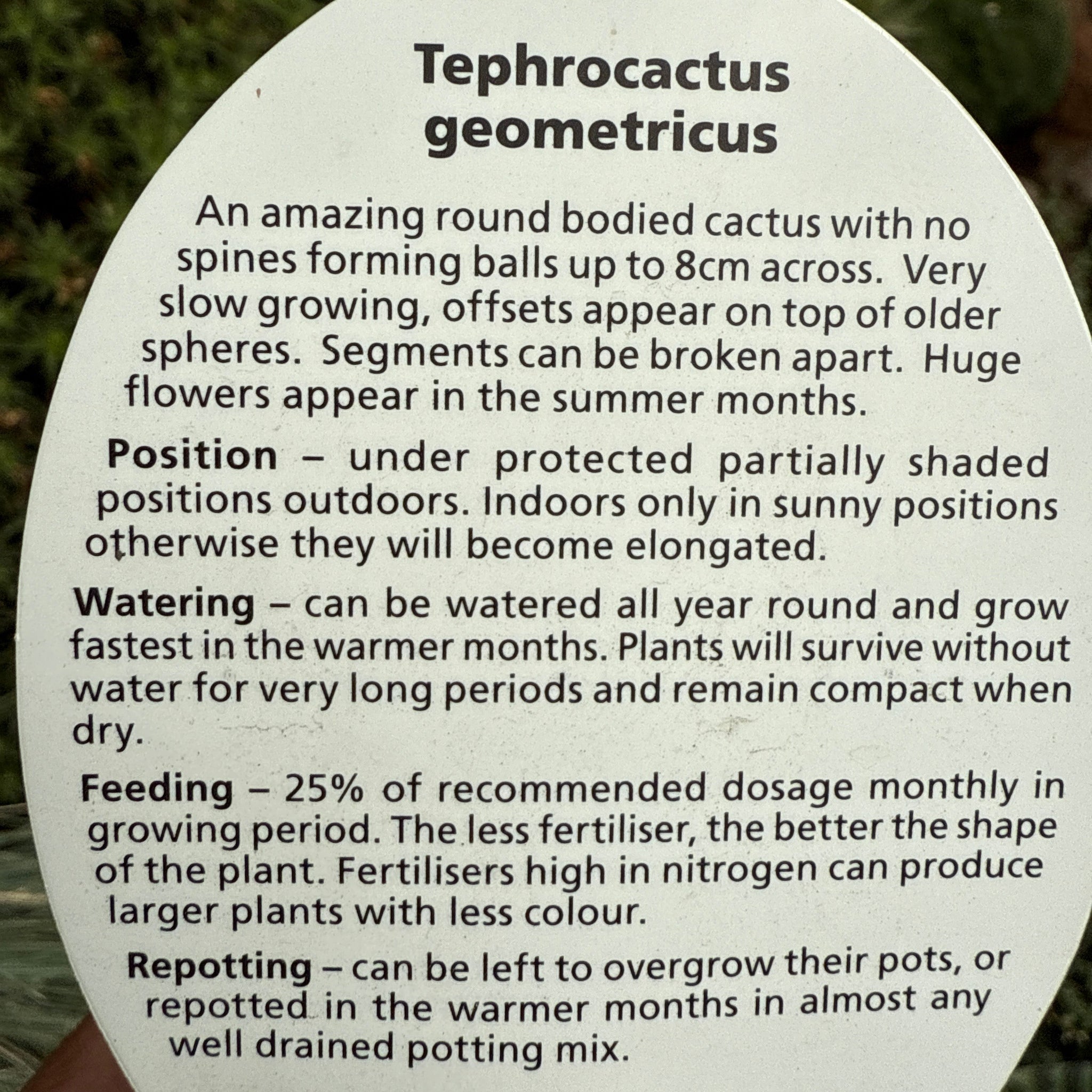Tephrocactus geometricus (SA/WA Prohibited)