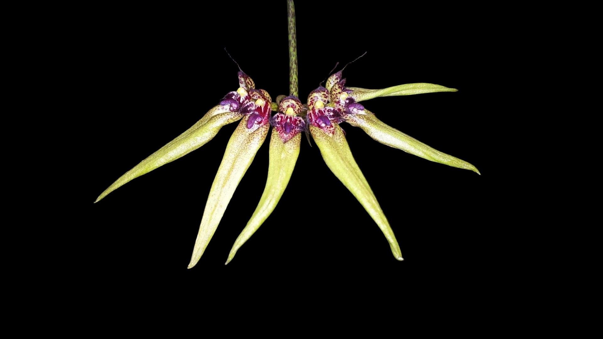 Bulbophyllum picturatum