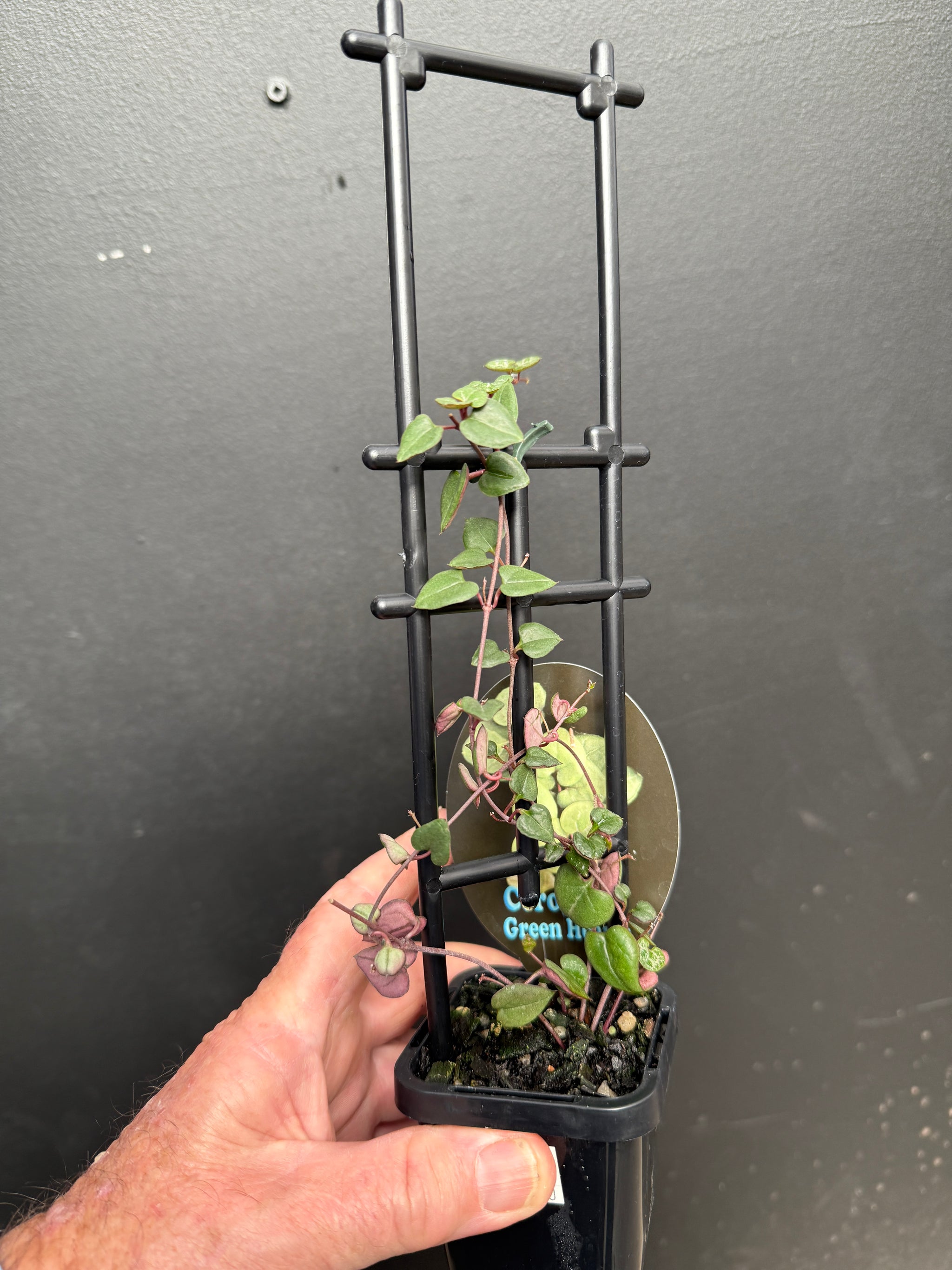 Ceropegia woodii 'Green Heart'