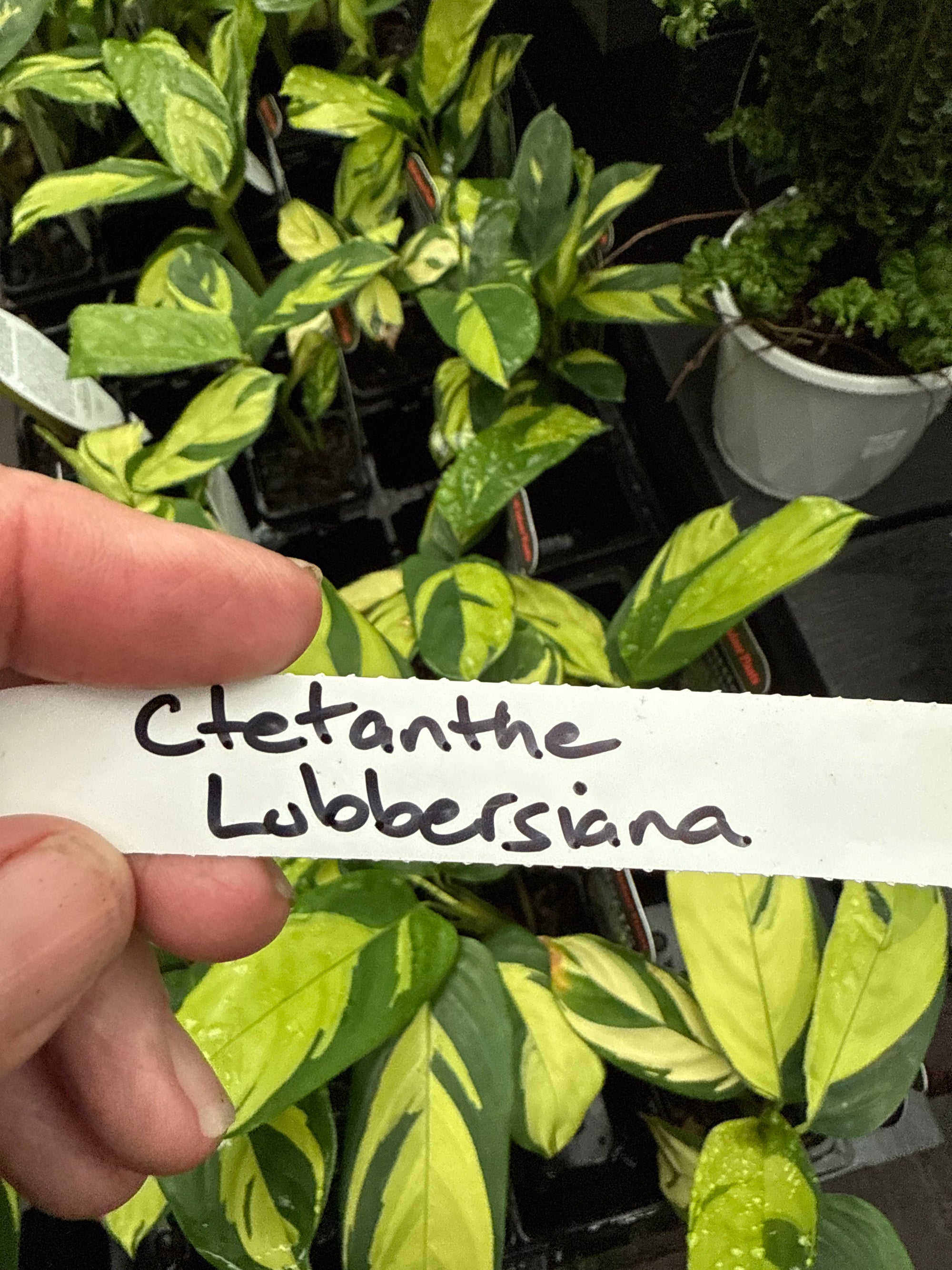Ctenanthe lubbersiana 'Golden Mosaic'