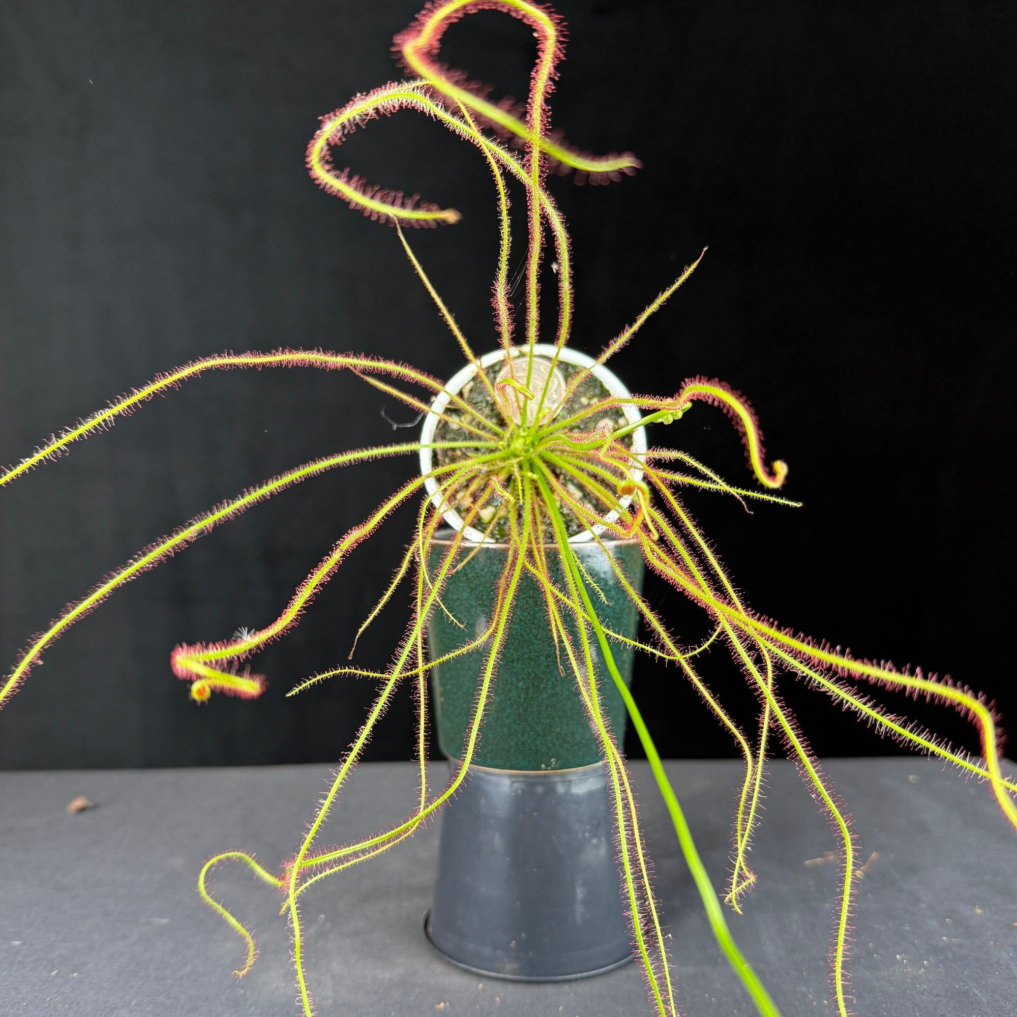 Drosera filiformis var. tracyi