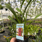 Cymbidium Paradisian Pride 'Red Buttons'
