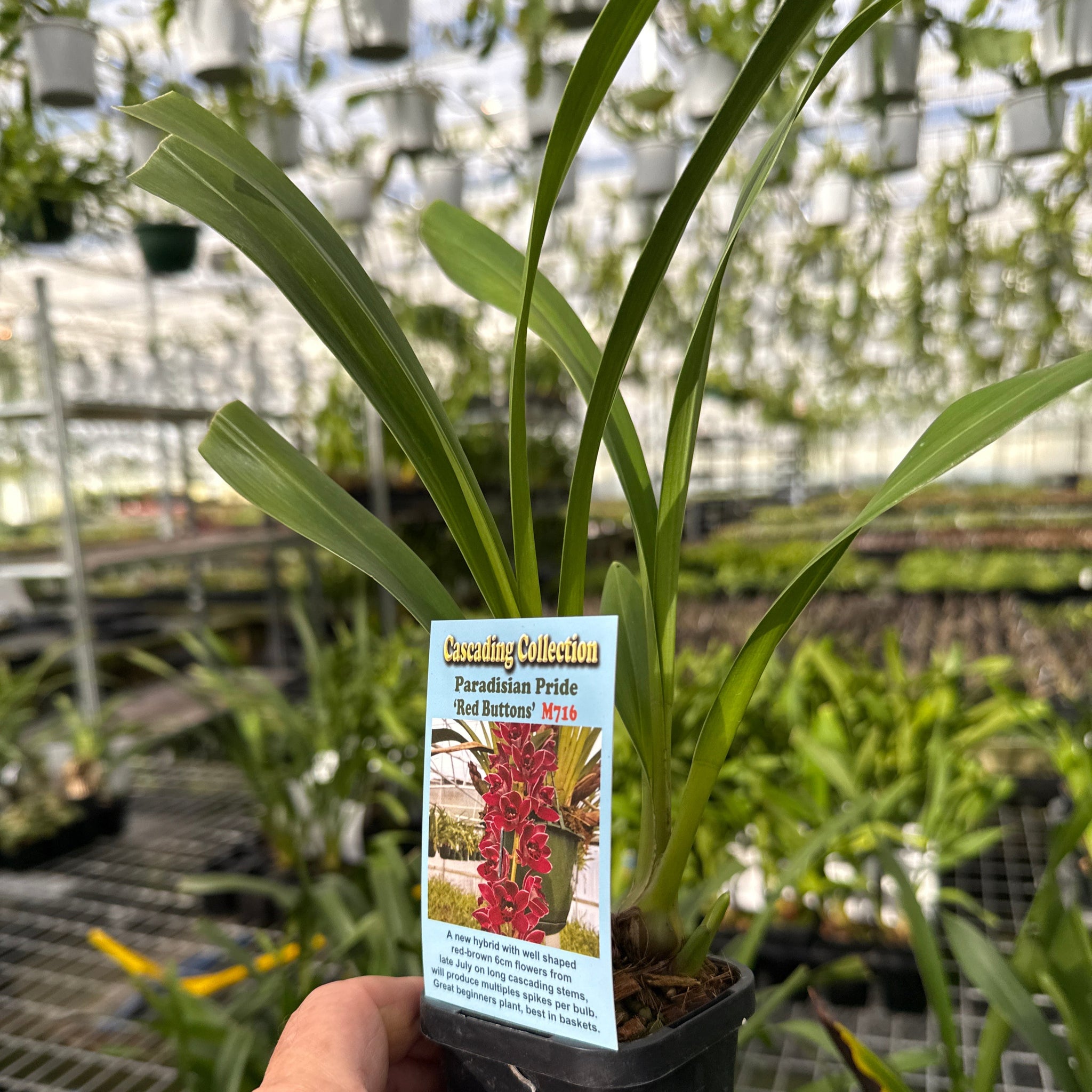 Cymbidium Paradisian Pride 'Red Buttons'