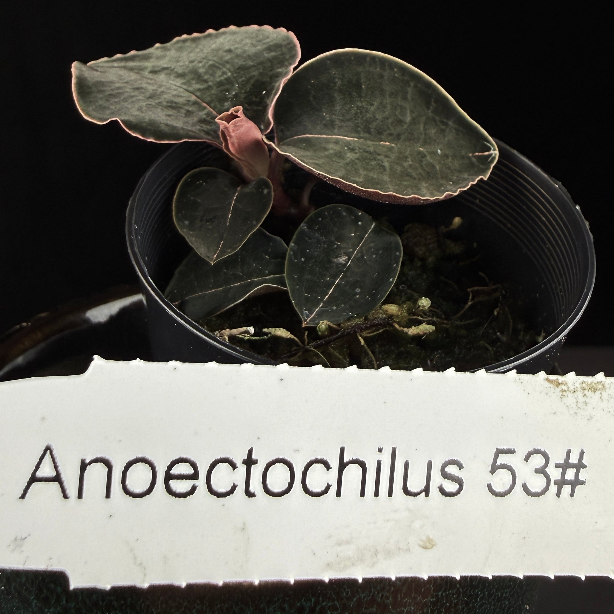 Anoectochilus sp. #53