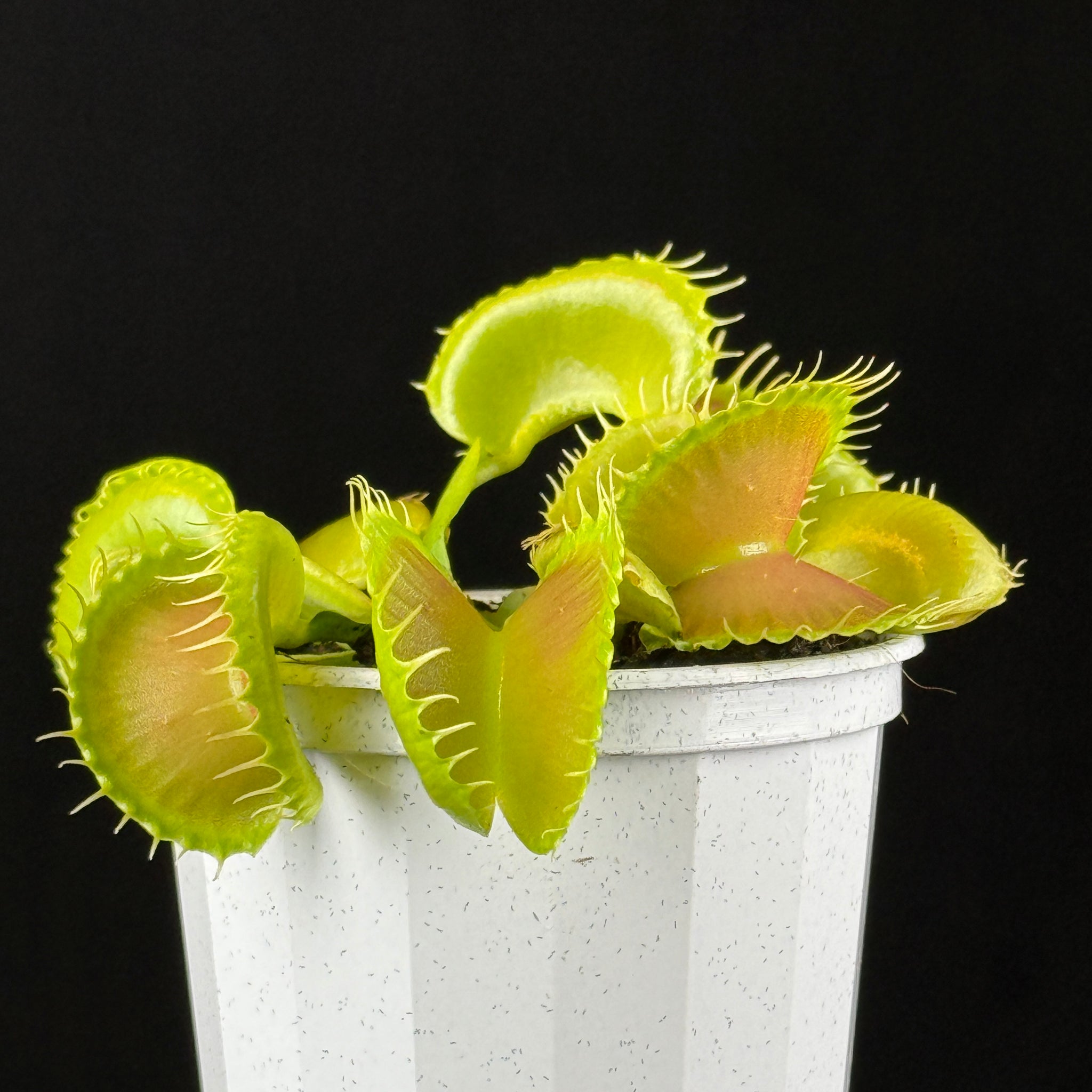 Dionaea muscipula 'Bloody Nurse'- Venus Fly Trap