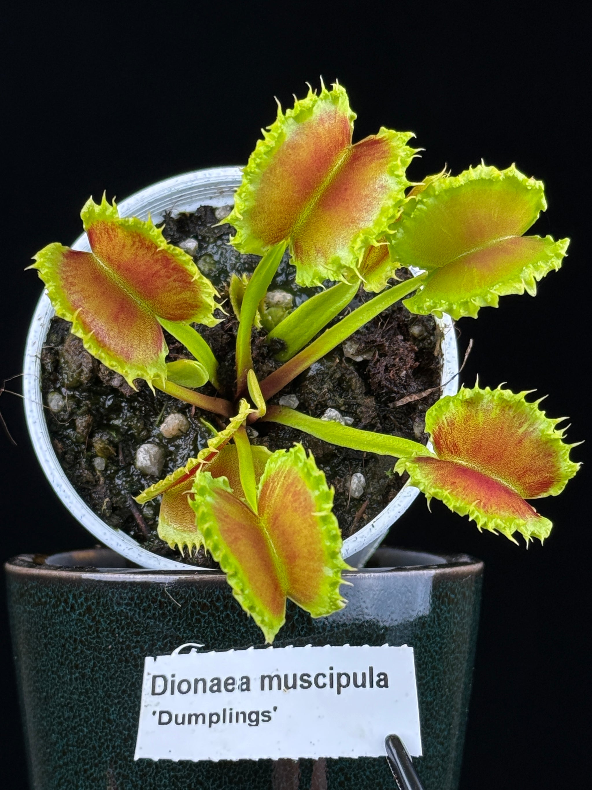 Dionaea muscipula 'Dumplings'
- Venus Fly Trap