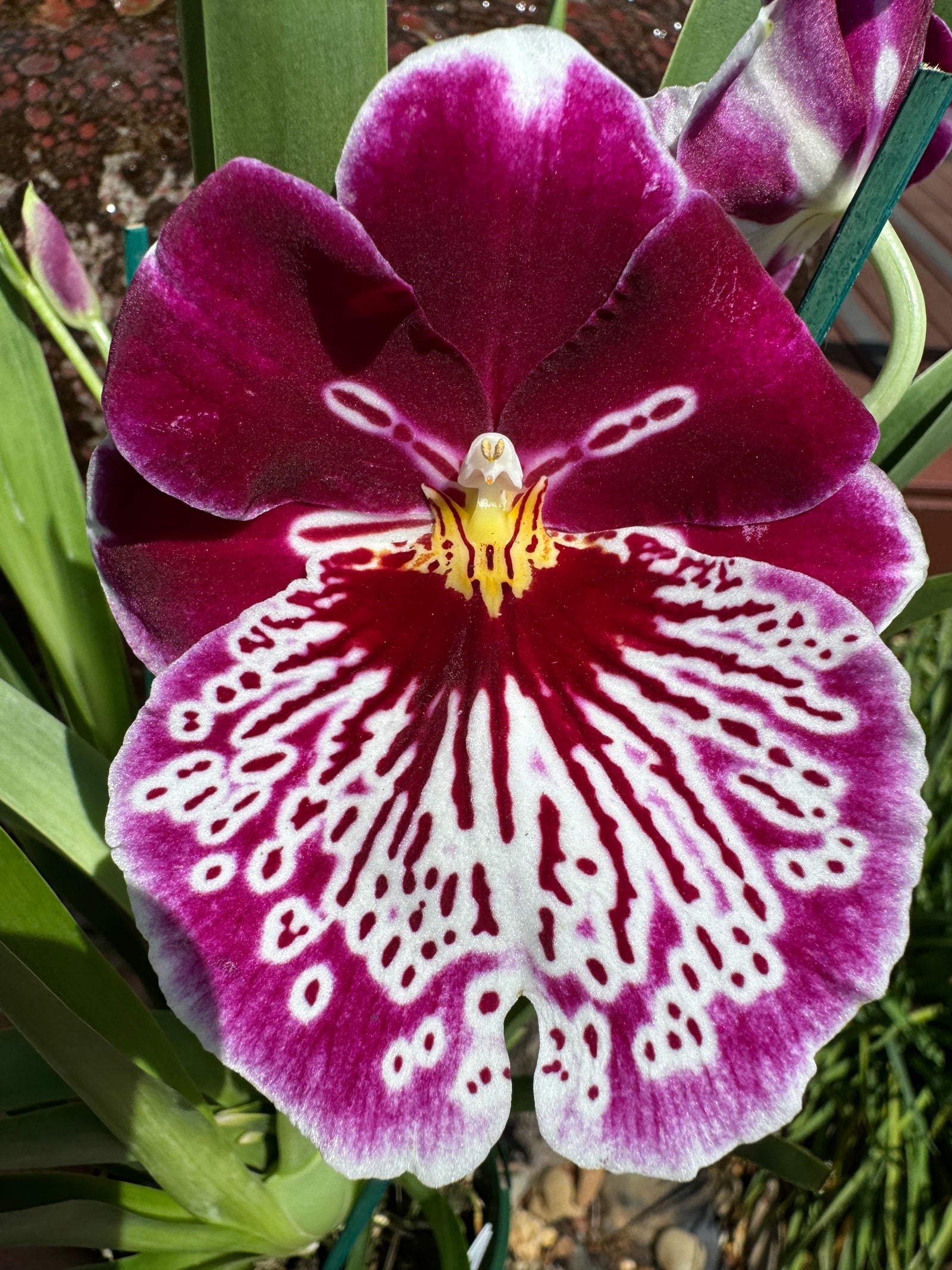 Miltoniopsis Waterfall purple 1 spikes 100 mm potted.