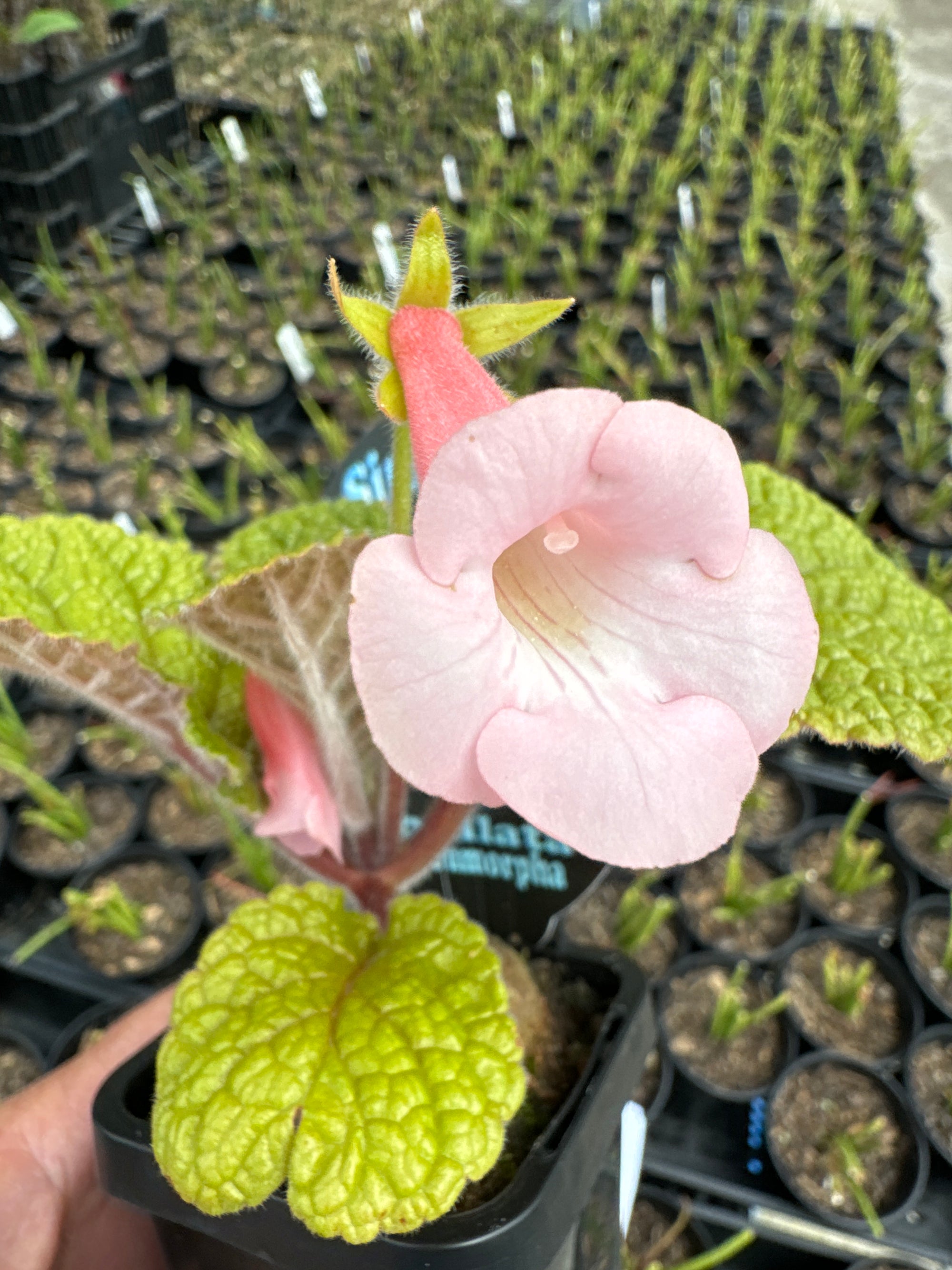 Sinningia emorpha x bullata hybrid