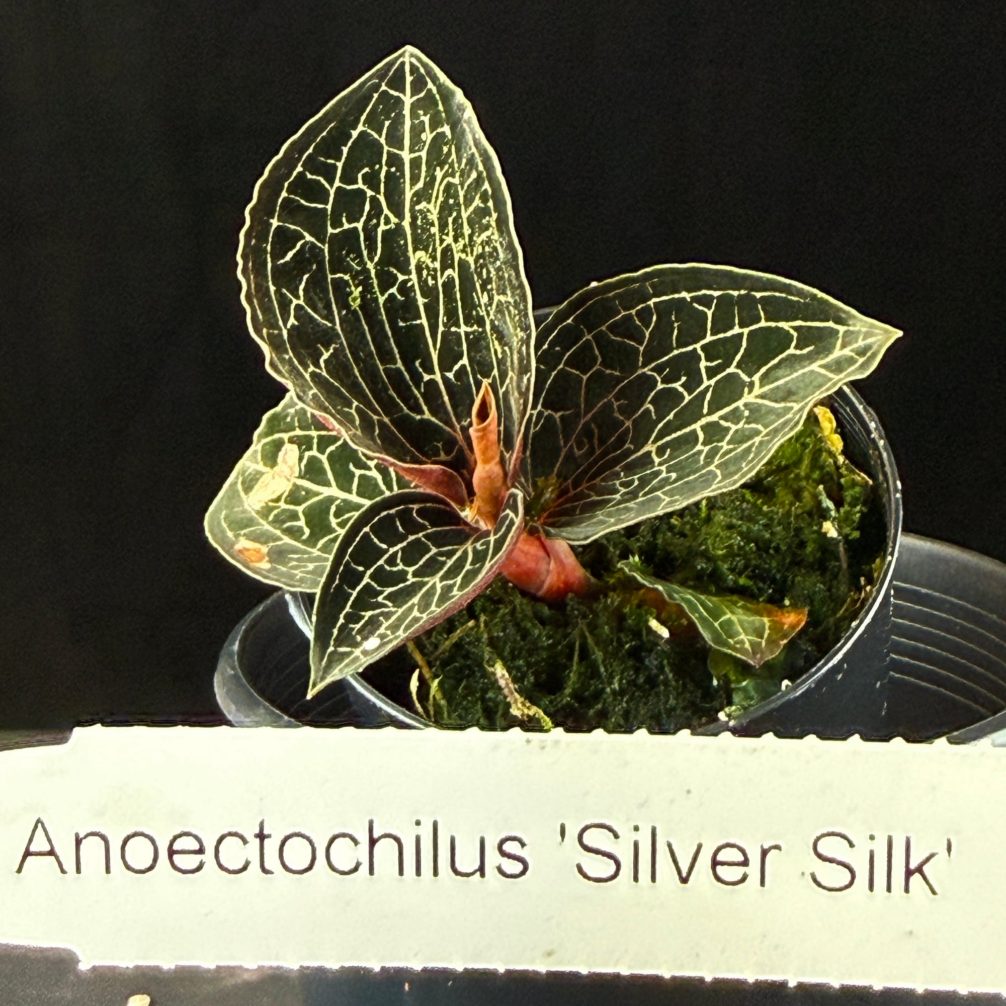 Anoectochilus 'Silver Silk'