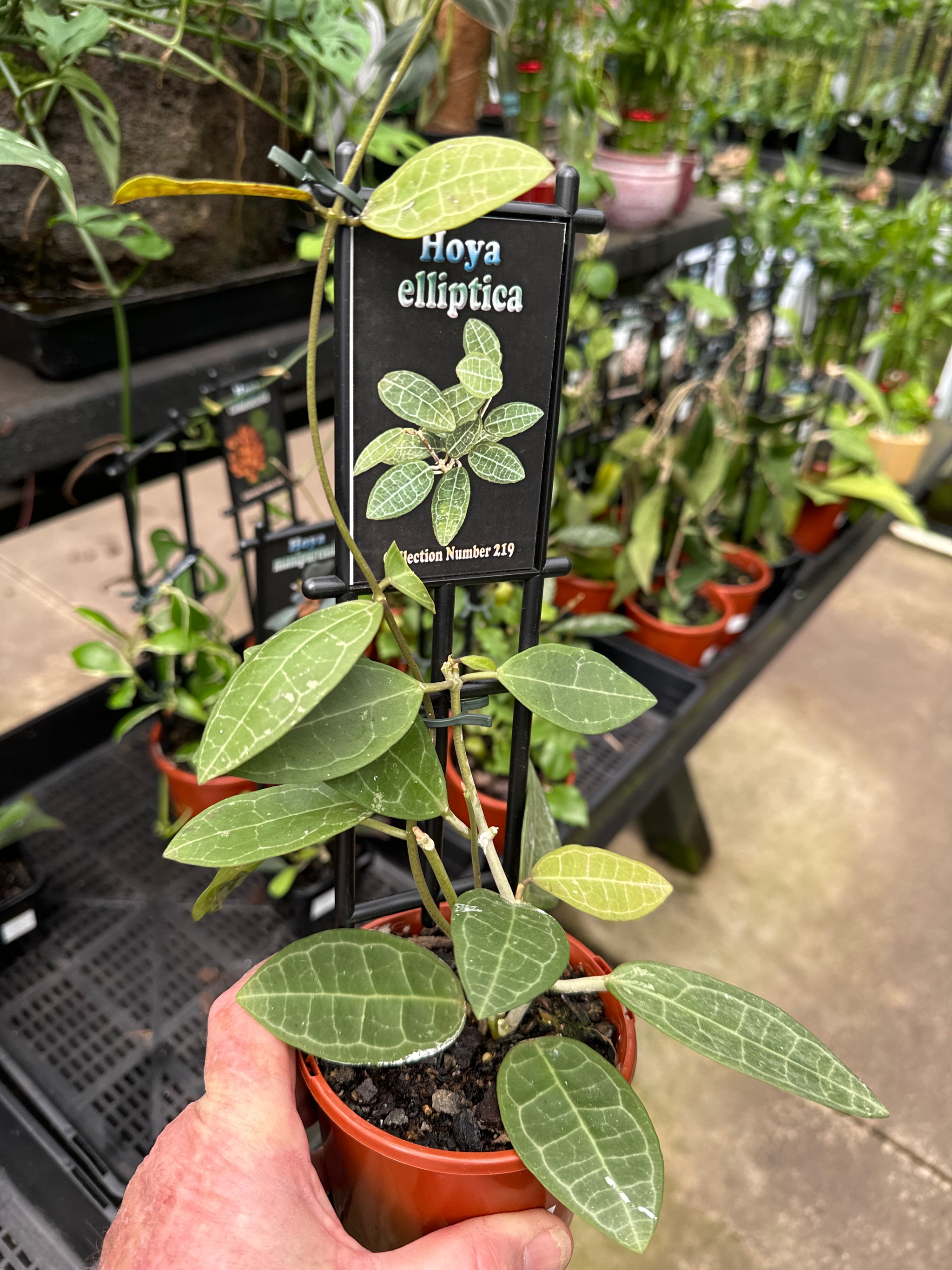 Hoya elliptica #219