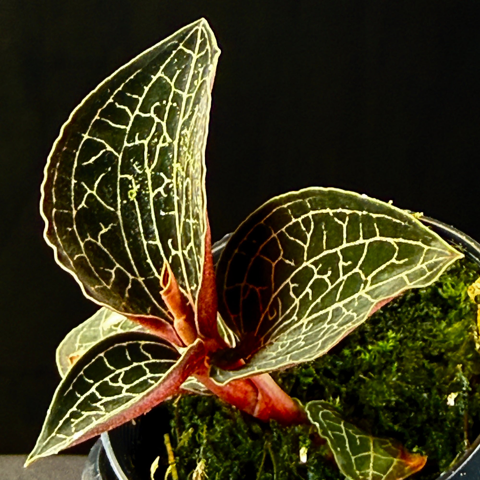 Anoectochilus 'Silver Silk'