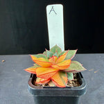 Echeveria Dionysos Monocerotis 'Variegata'