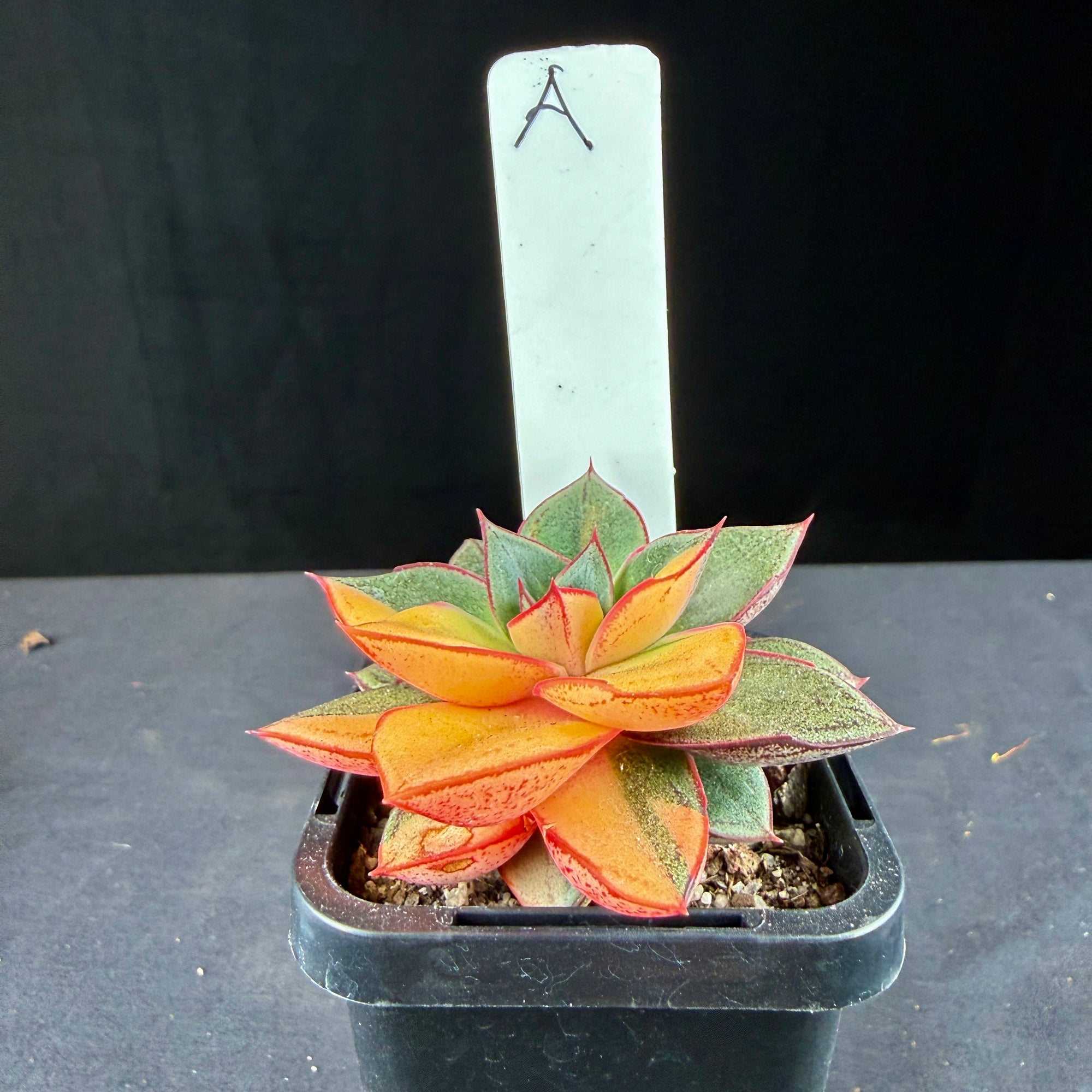 Echeveria Dionysos Monokerotis 'Variegata'