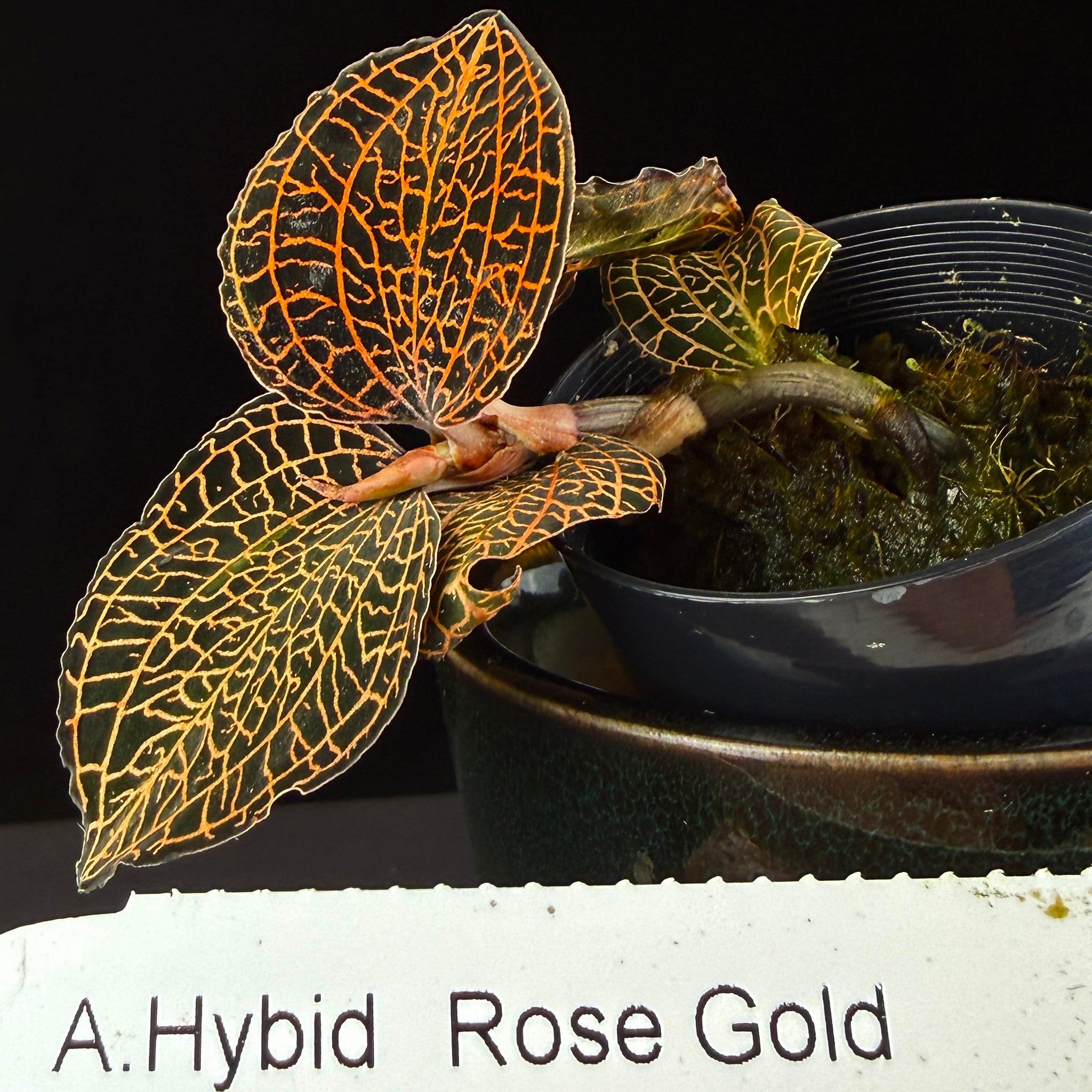 Anoectochilus hybrid 'Rose Gold'