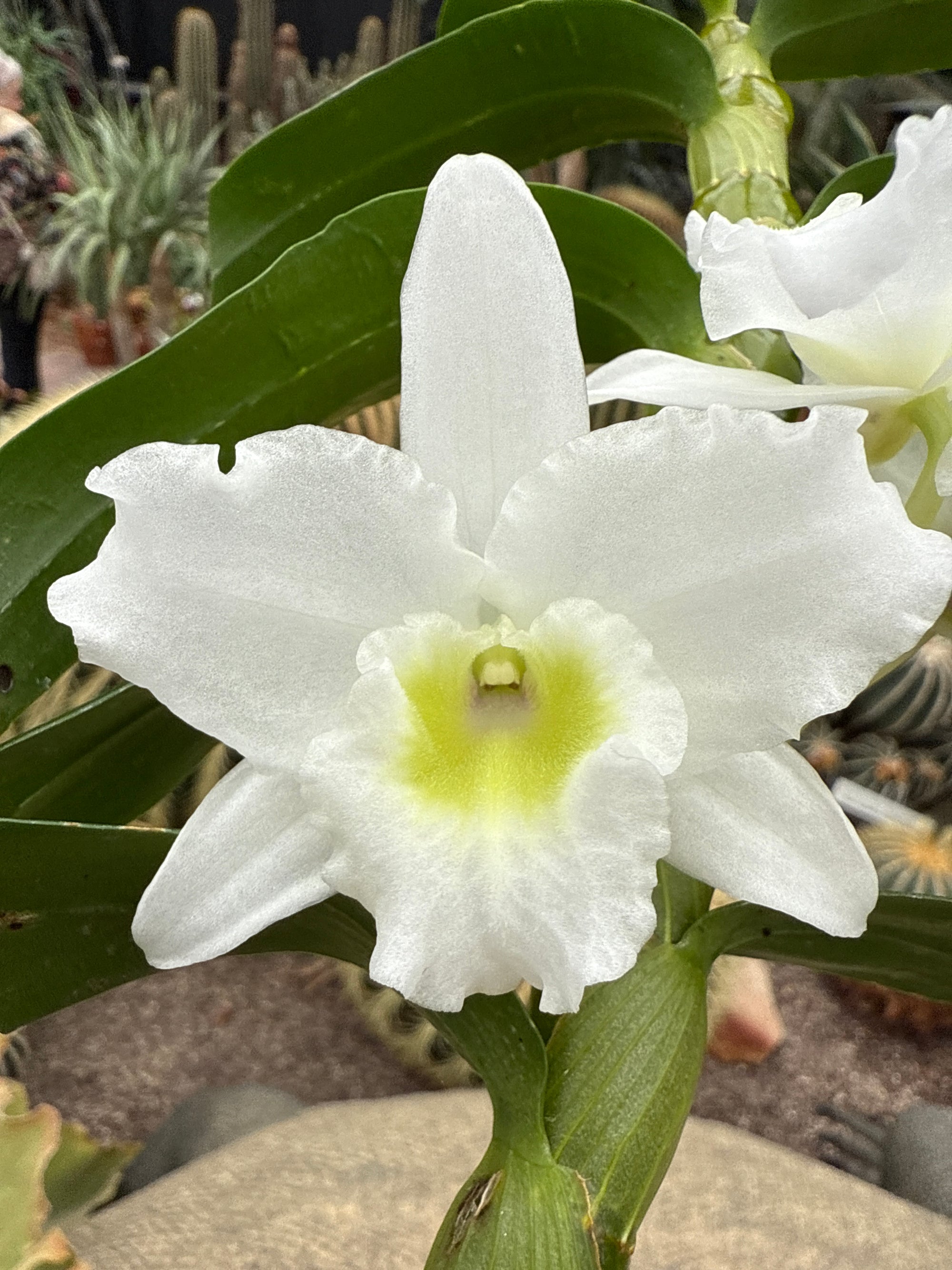 Dendrobium 'Spring Dream'