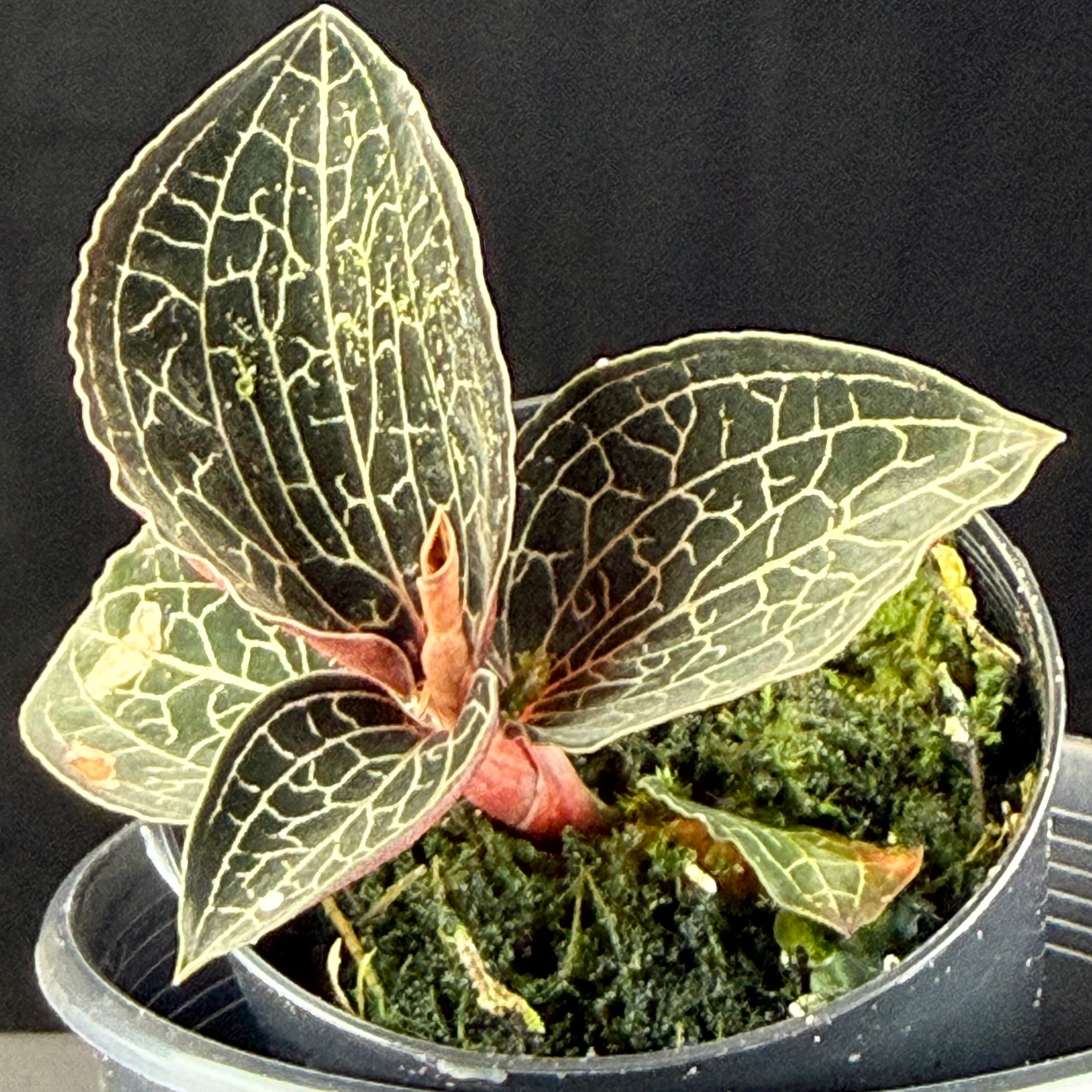 Anoectochilus 'Silver Silk'