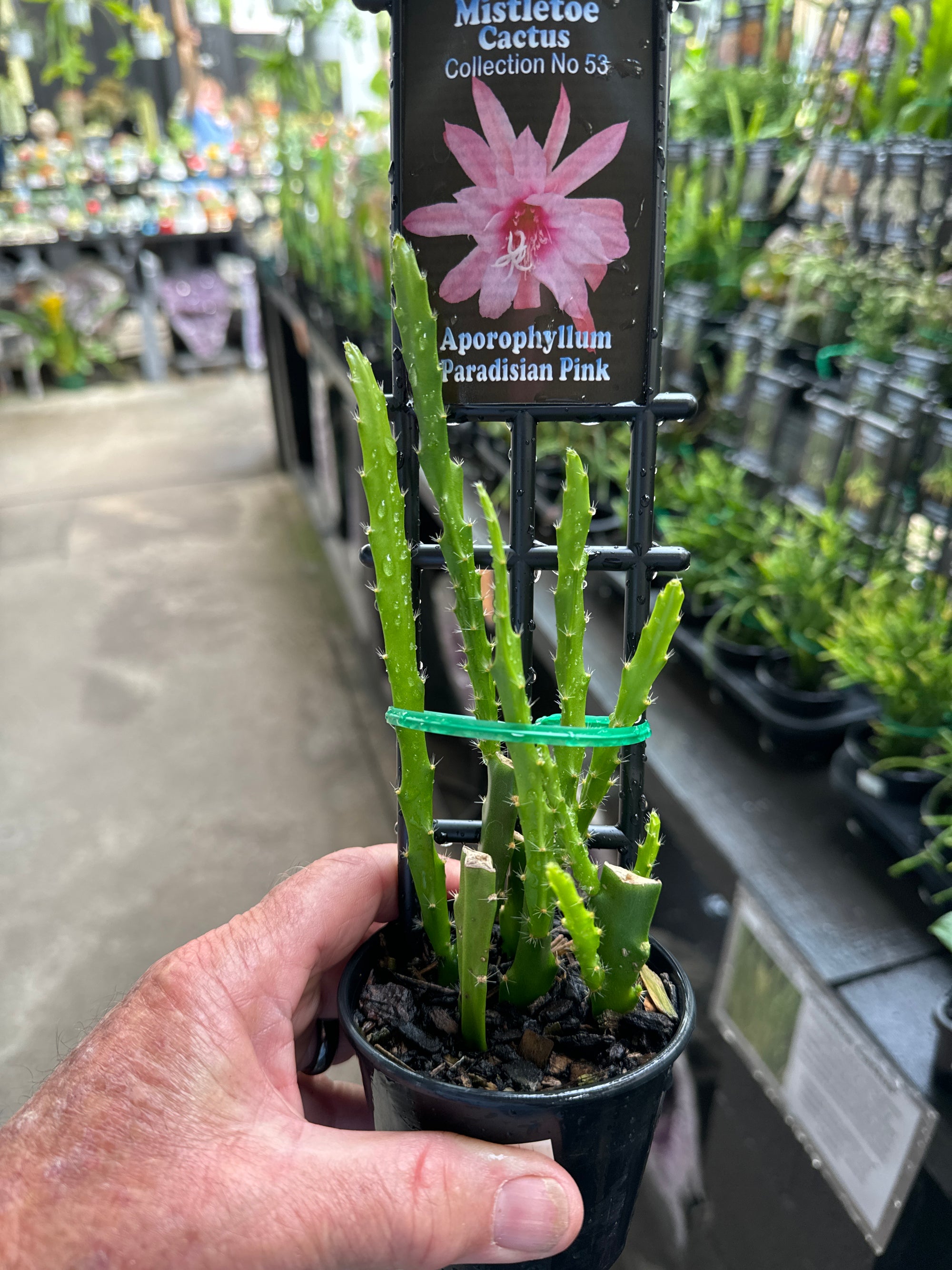 Aporophyllum 'Paradisian Pink' Mistletoe Cactus #53