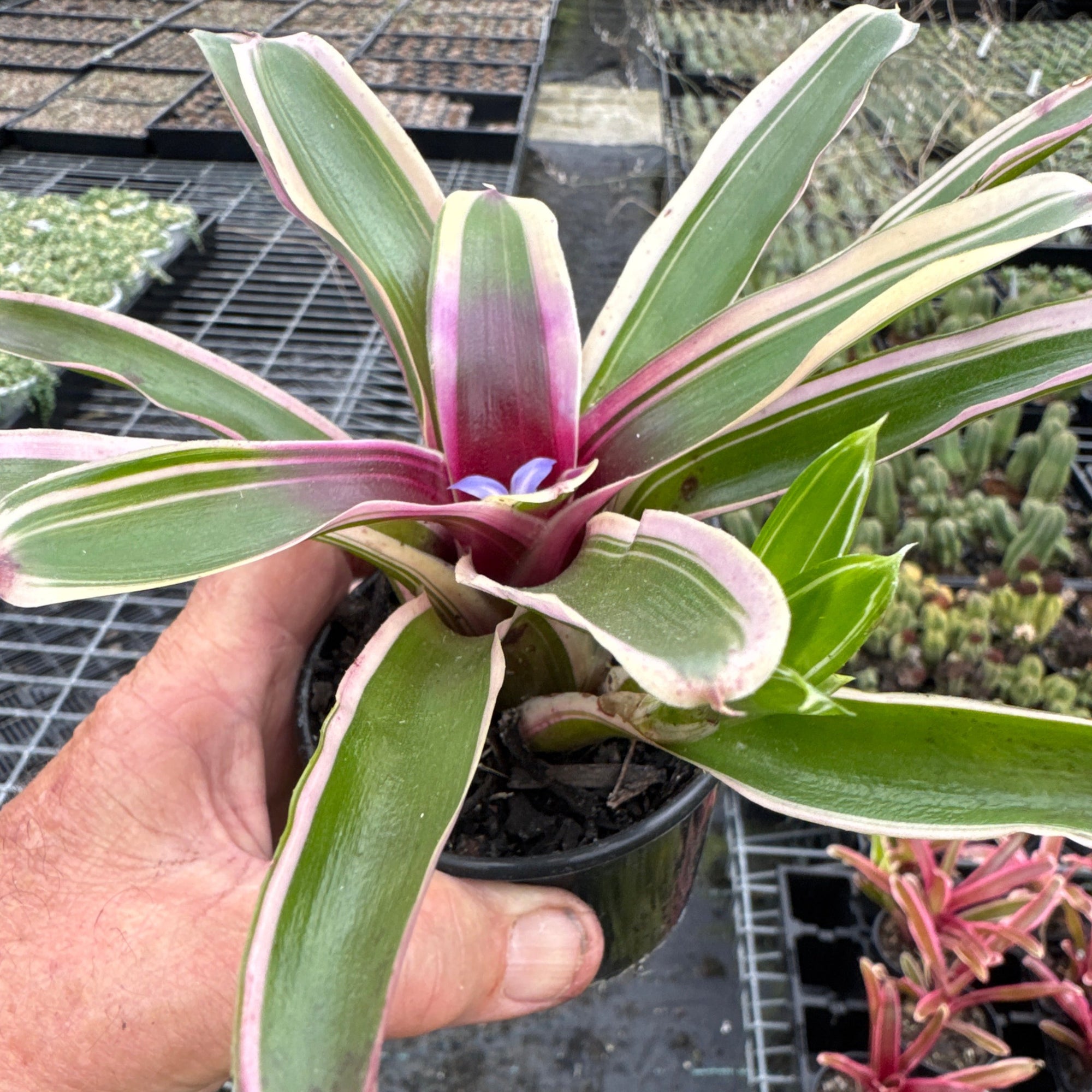 Neoregelia Mini Hybrid  purple variagated  Bromeliad Tiny Tot