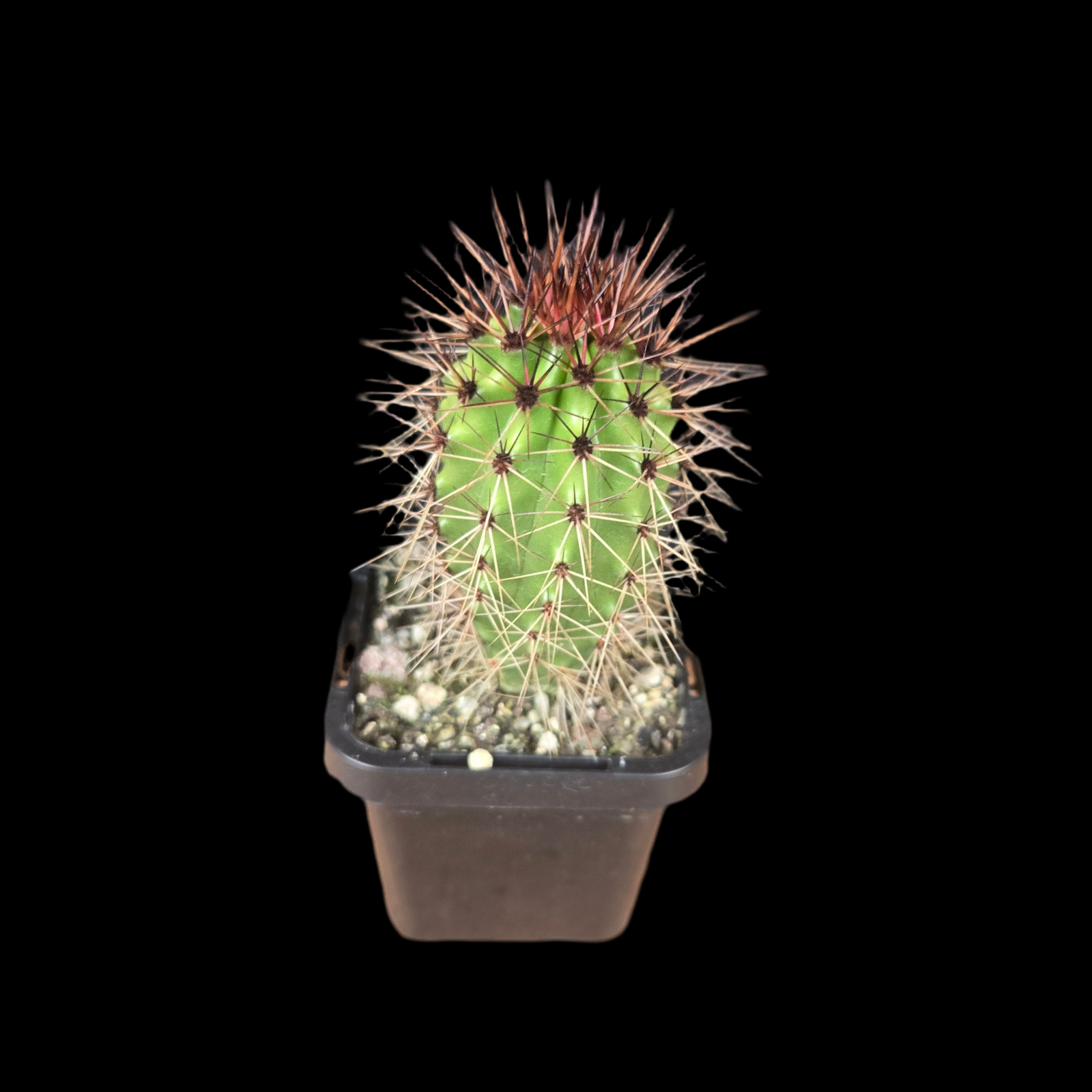 Pachycereus thurberi Syn. Lemairocerus (WA Prohibited)