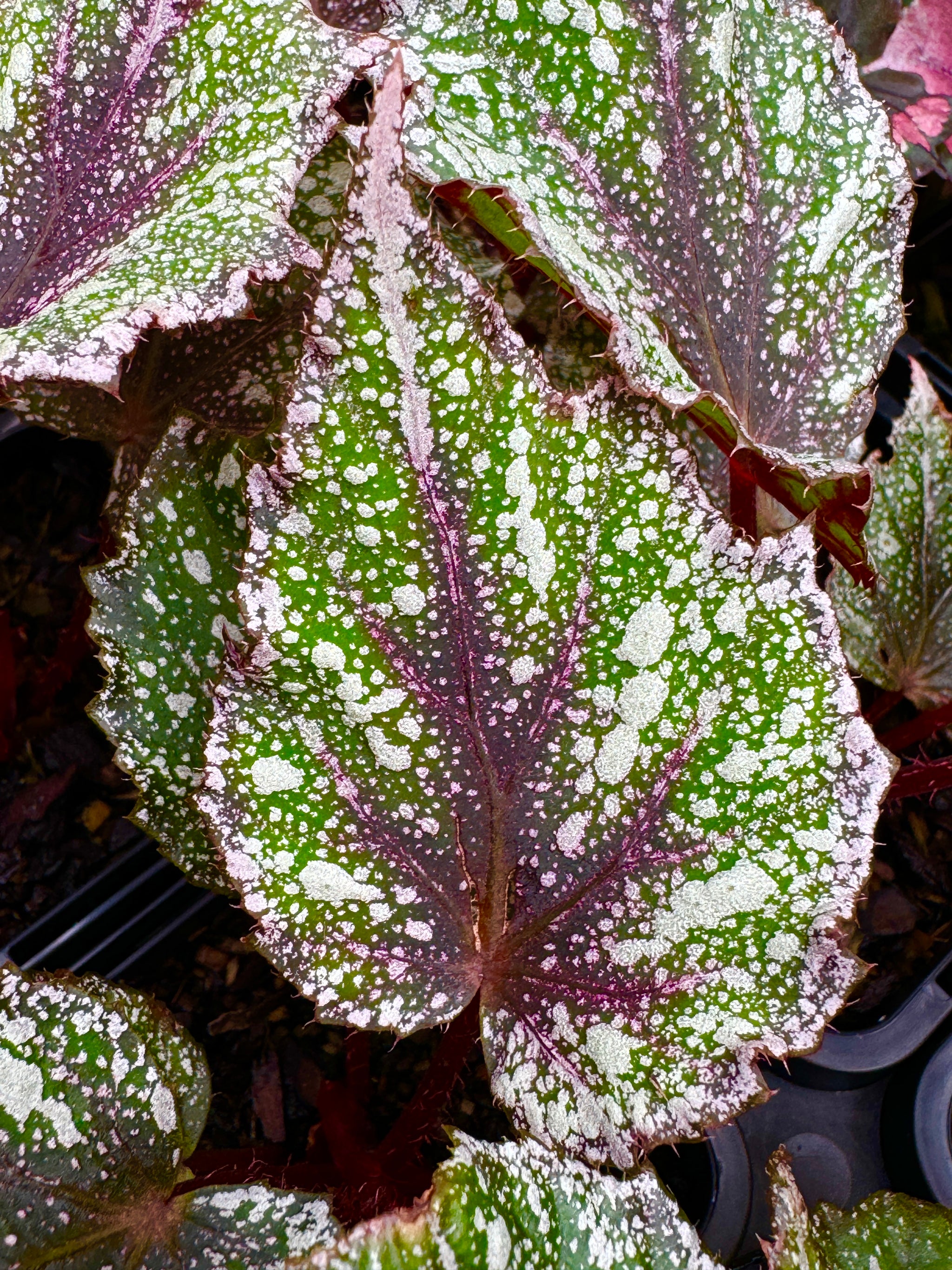 Begonia Rex 'Speckles'