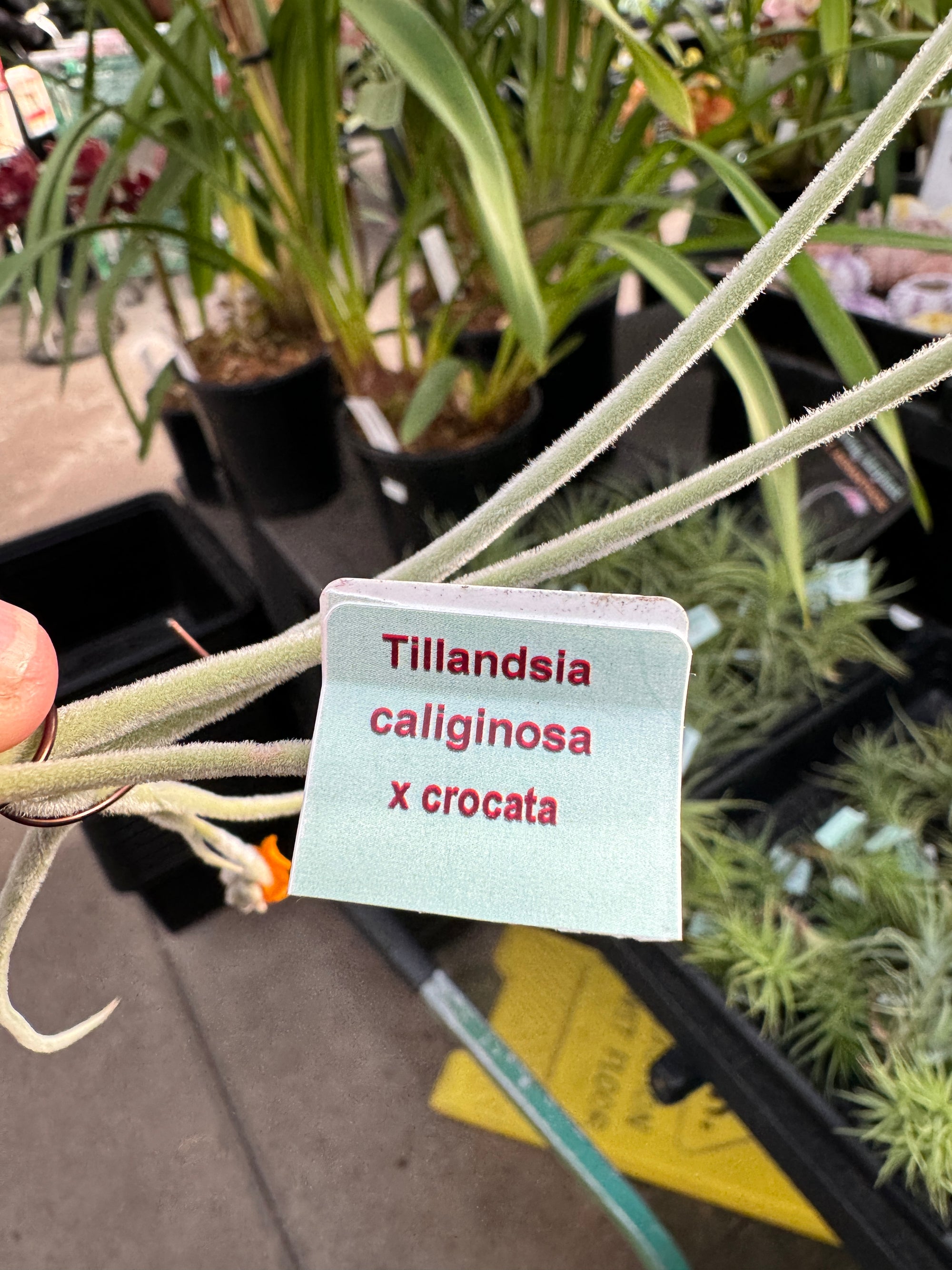 Tillandsia caliginosa x crocata