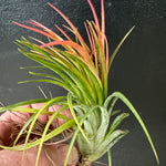 Tillandsia Victoria Thick Leaf