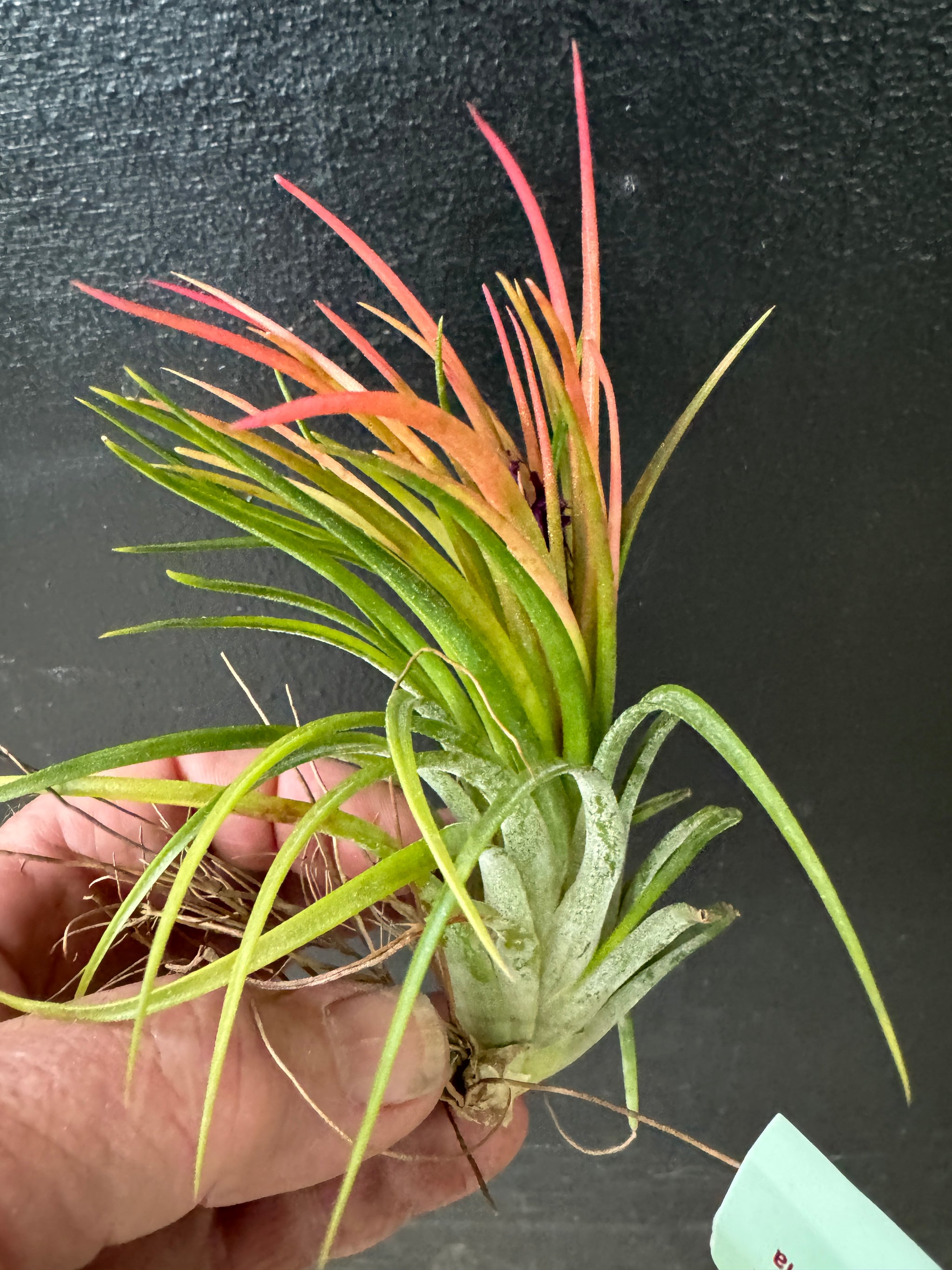 Tillandsia Victoria Thick Leaf