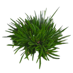 Acorus gramineus 'Dwarf Form'