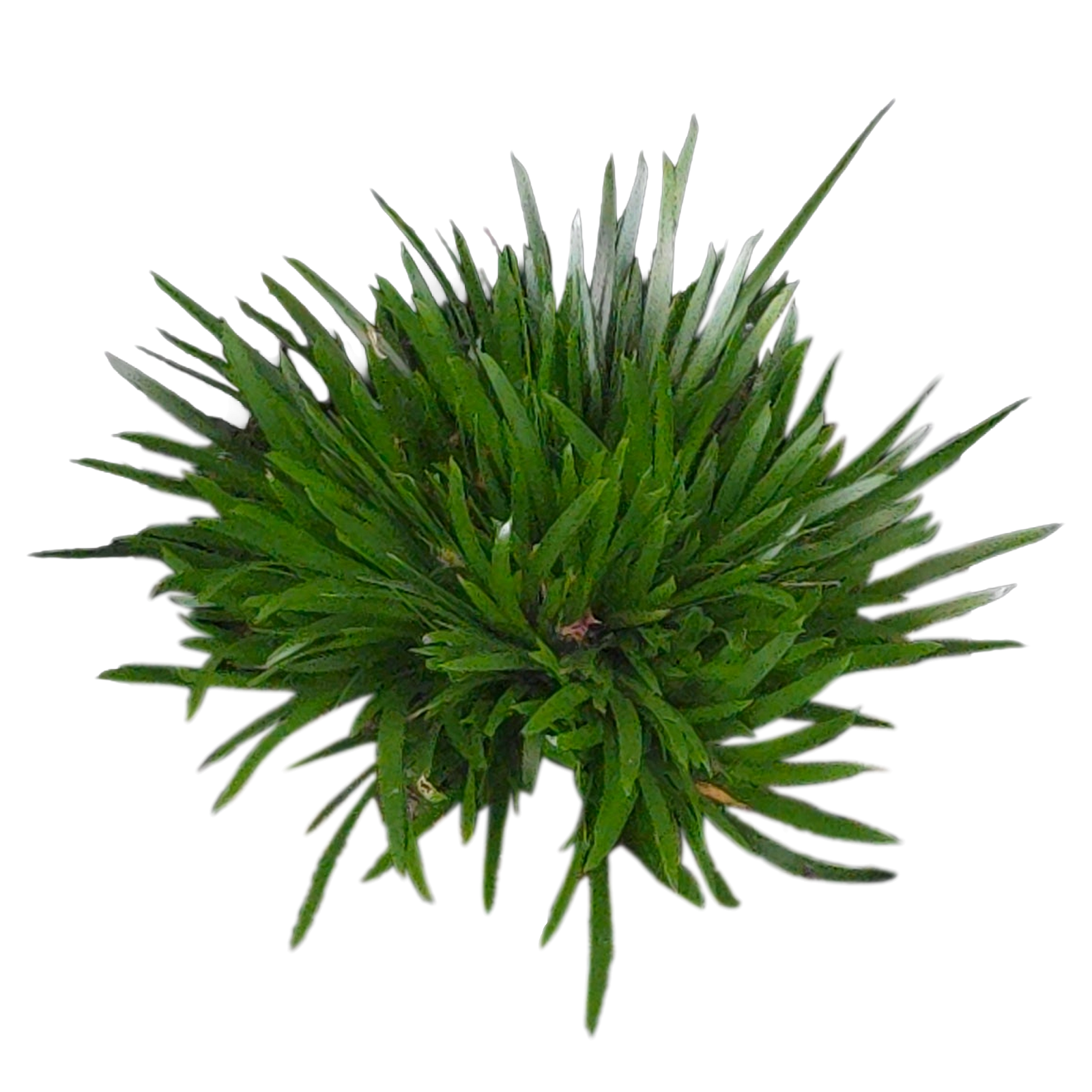 Acorus gramineus 'Dwarf Form'