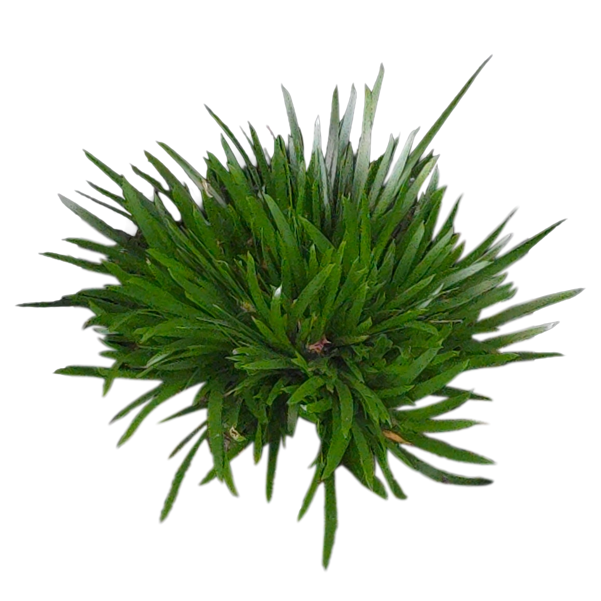 Acorus gramineus 'Dwarf Form'