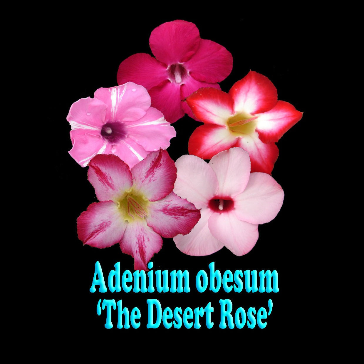 Adenium obesum 'Desert Rose'