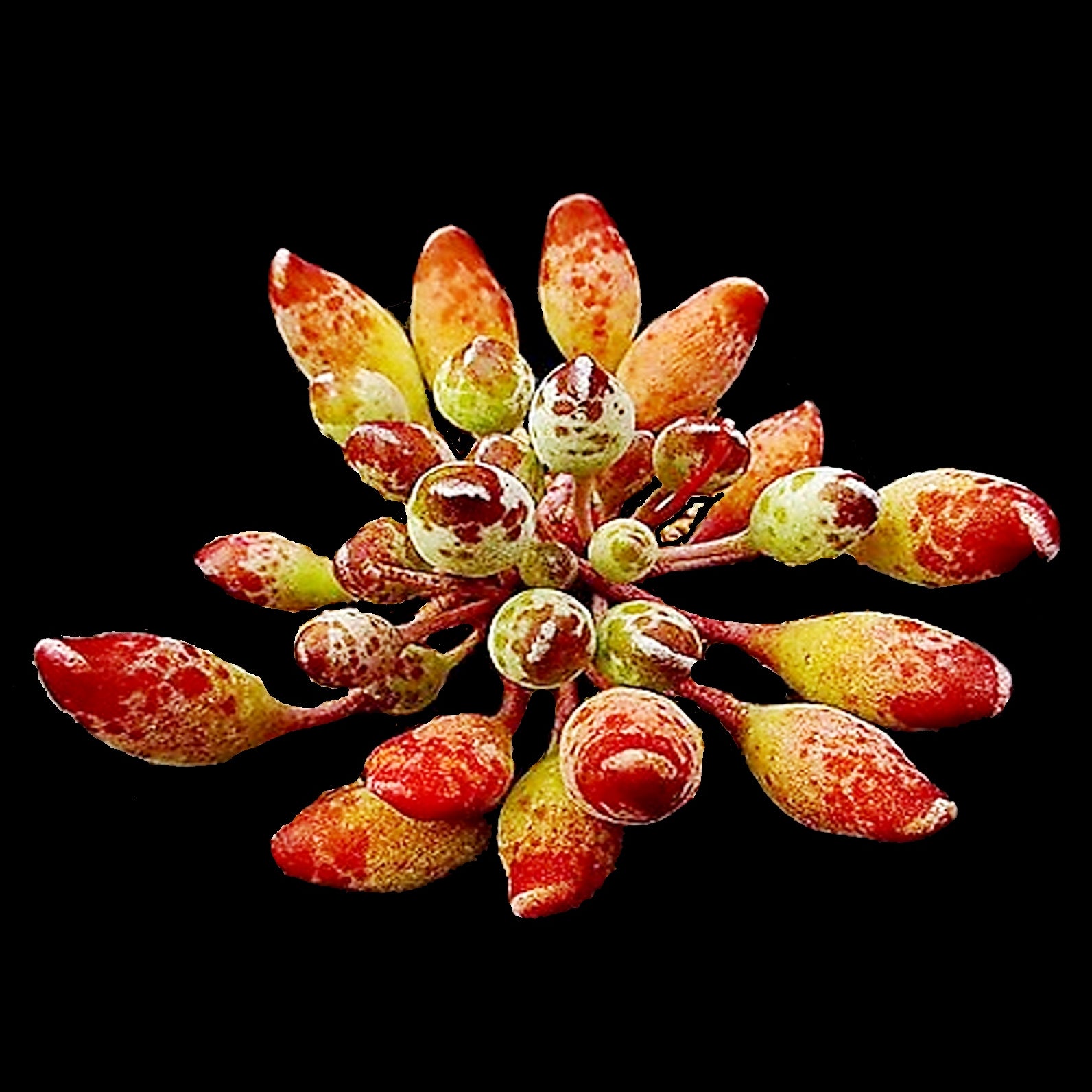 Adromischus cristatus 'Indian Clubs' - The Red Crinkle-Leaf Plant