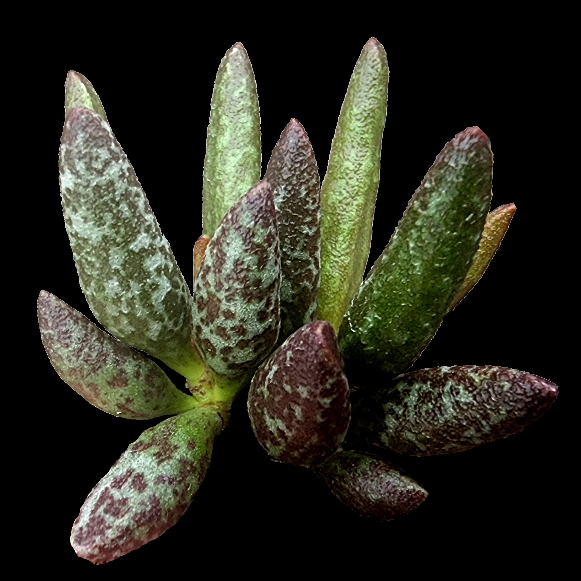 Adromischus marianae f. antidorcatum - The Elongated Crinkle-Leaf Succulent