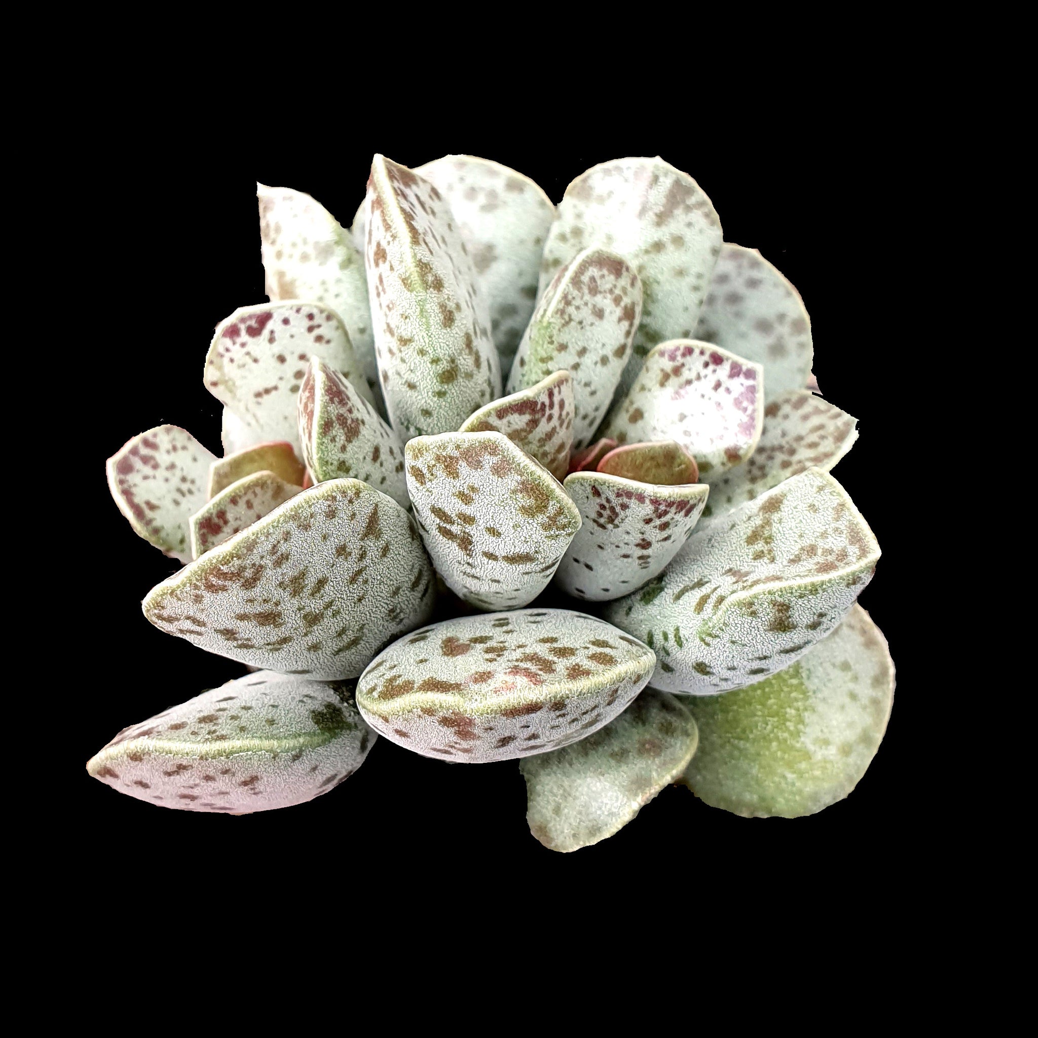 Adromischus cooperi