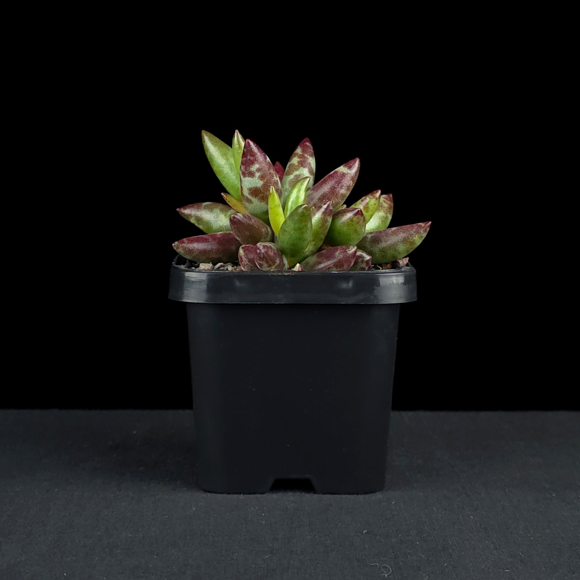 Adromischus filicaulis 'Red Spots'