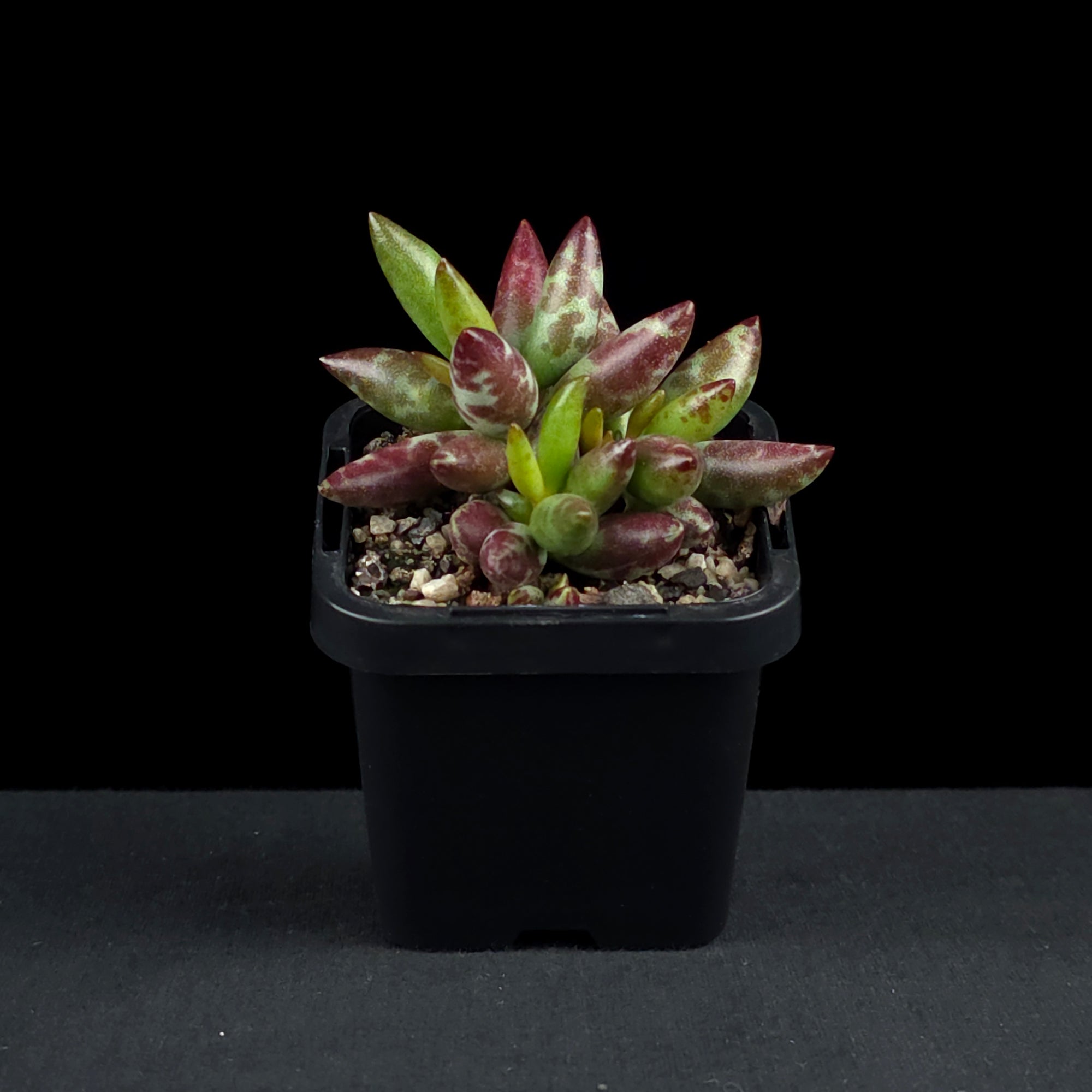 Adromischus filicaulis 'Red Spots'