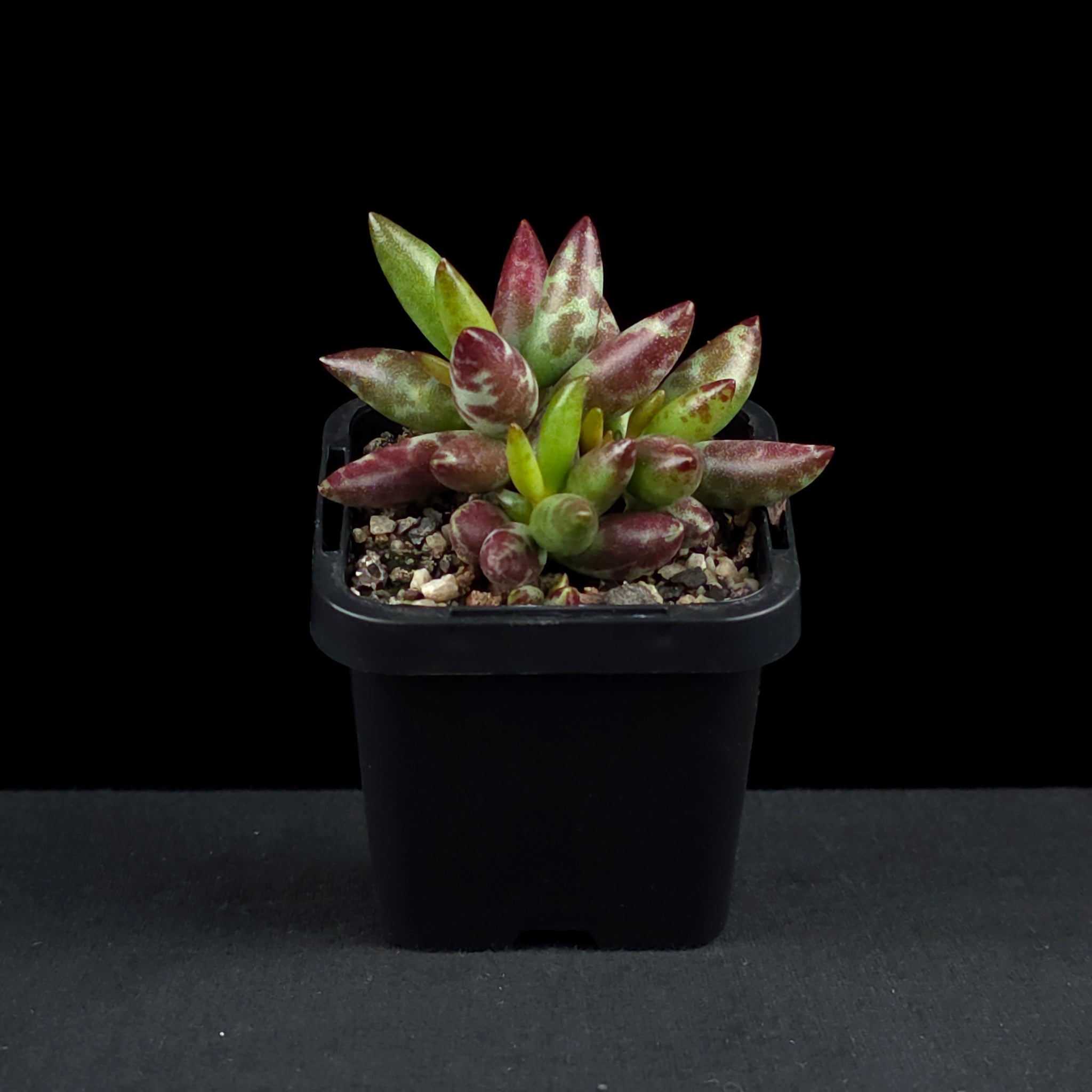 Adromischus filicaulis 'Red Spots'