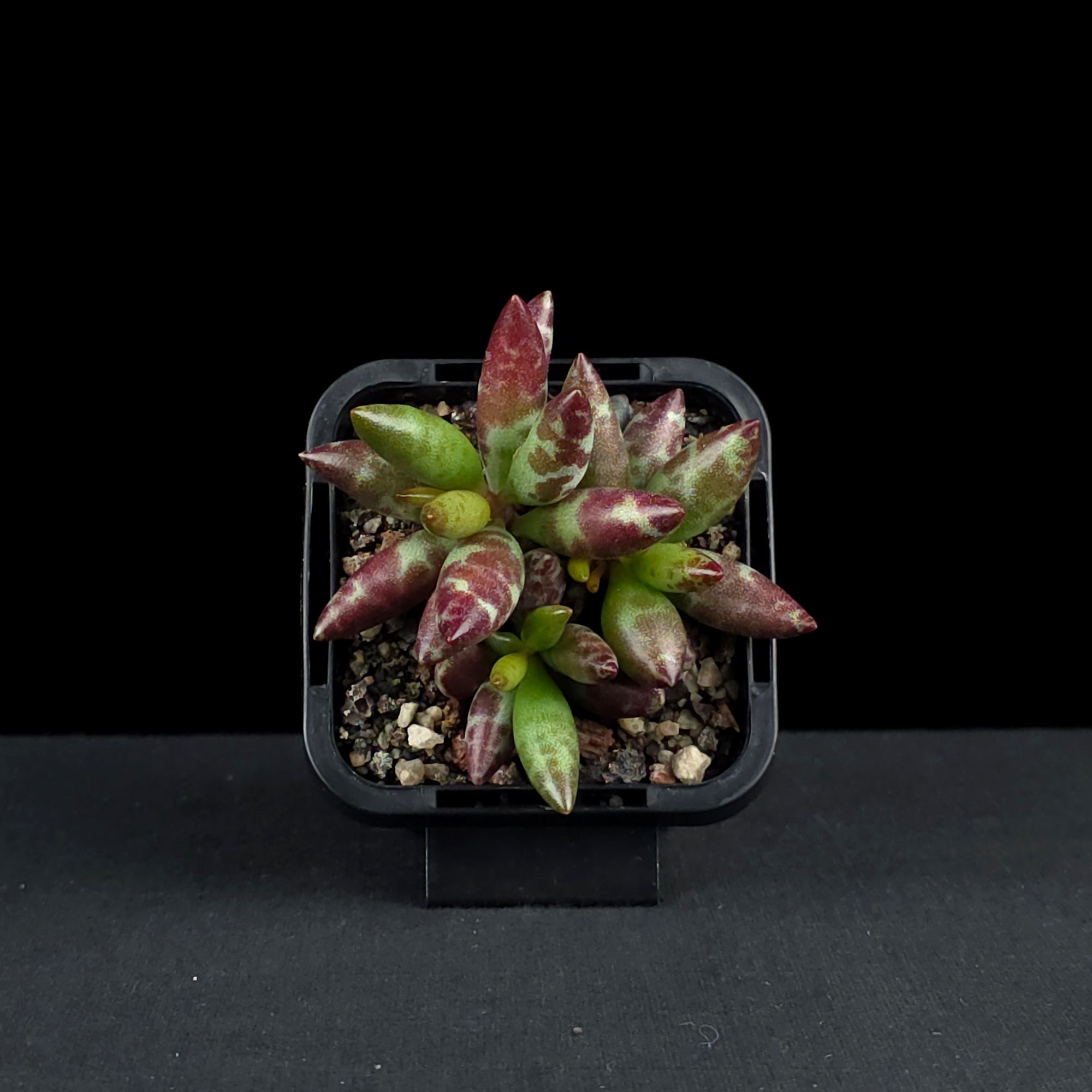 succulent with spots Adromischus filicaulis 'Red Spots' – Collectors Online